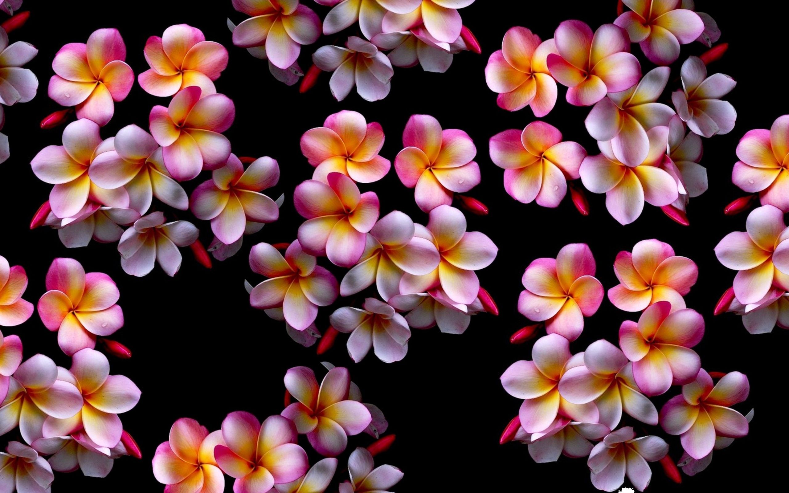 تصویر جدید Plumeria Flowers خوشبو و تماشایی