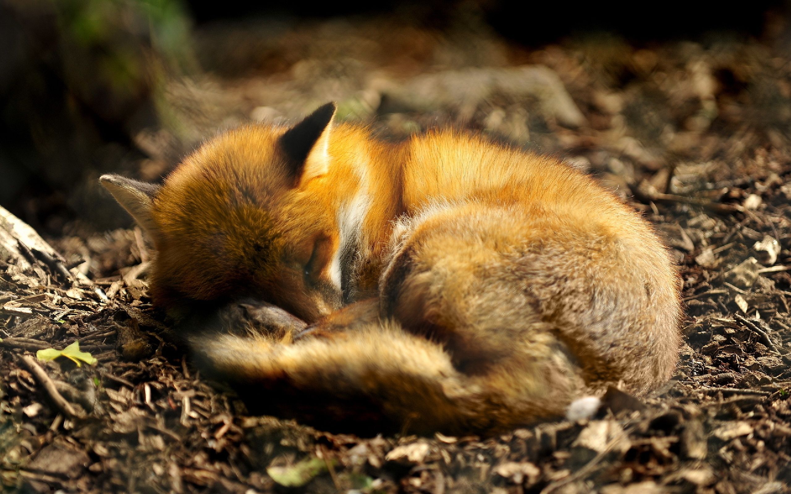 عکس واقعی پربیننده از بچه روباه خوابیده در جنگل ساکت