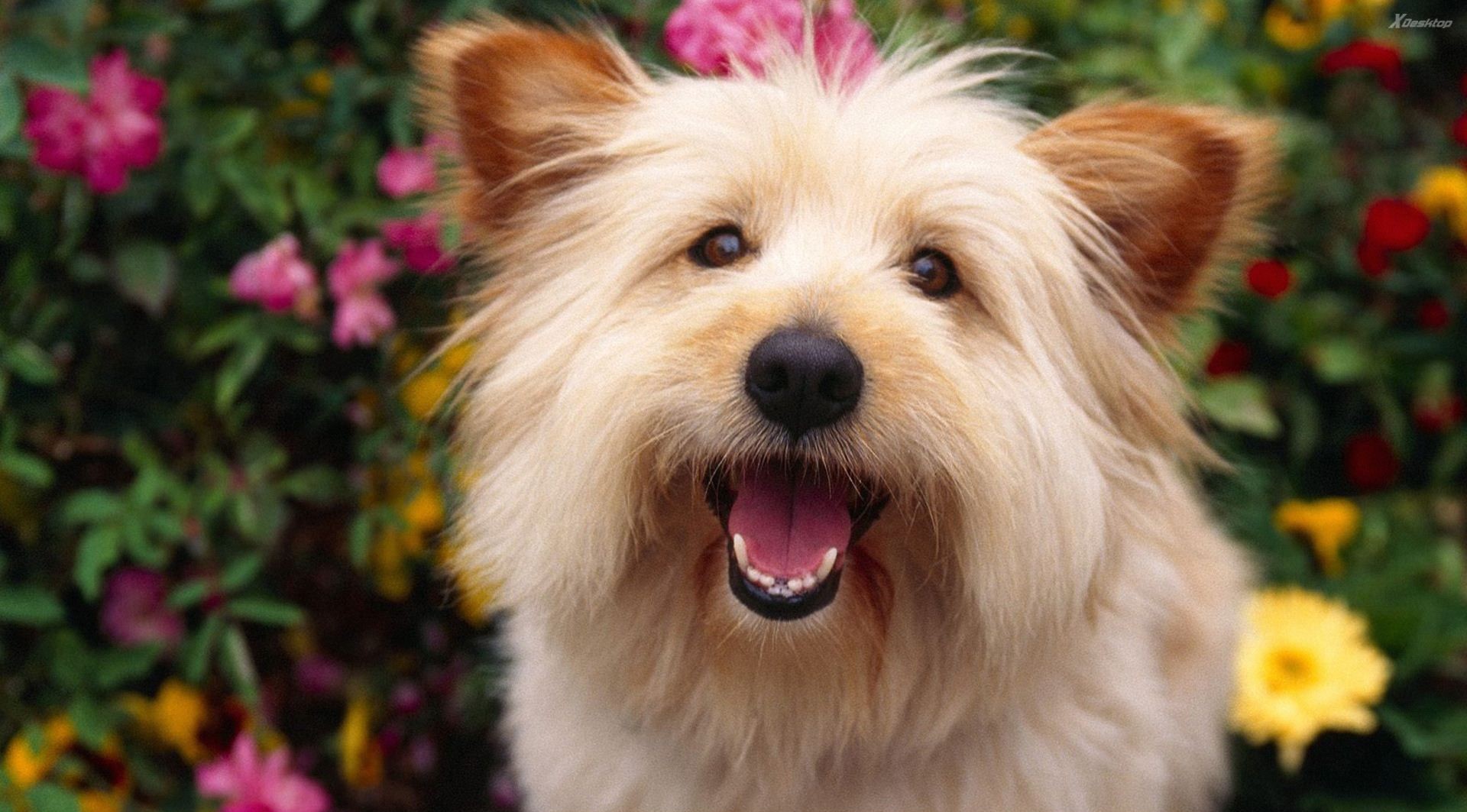 پردانلود ترین تصویر سگ پشمالو خندان برای استوری 