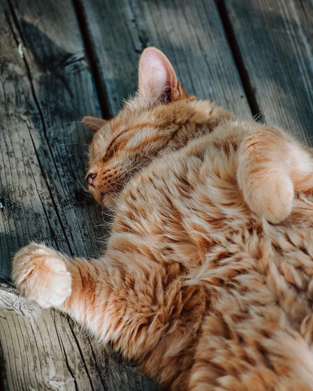 تصویر HD از گربه نارنجی پشمالو خوابیده در سایه