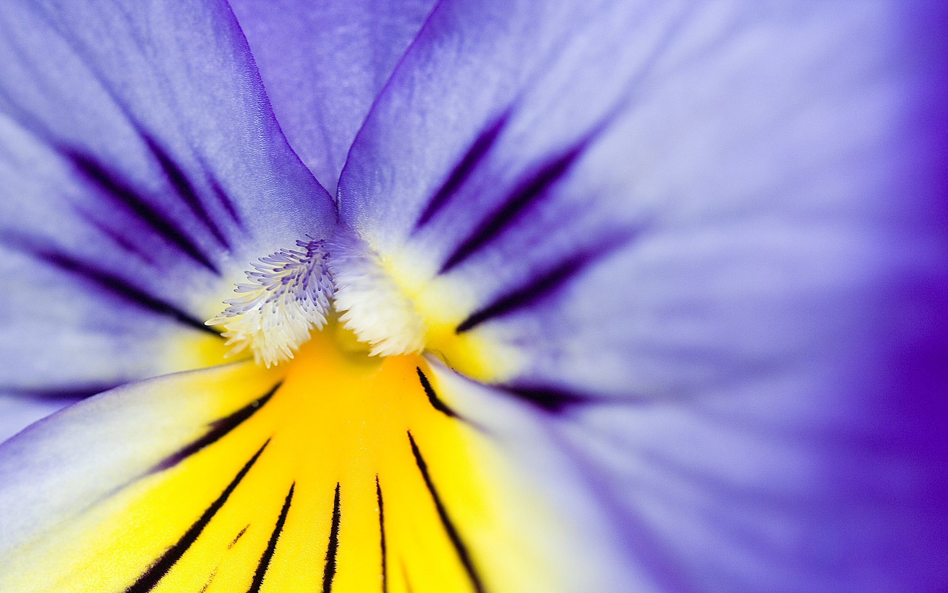 عکس گل زیبا از نمای نزدیک و ماکرو