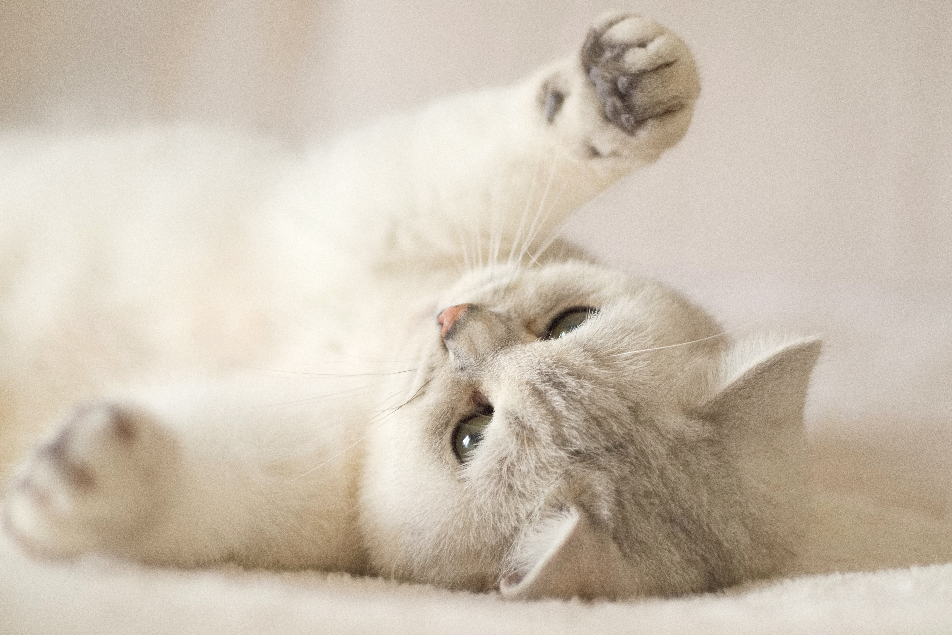 جالب ترین عکس HD گربه بامزه سفید در حال بازی کردن رو تخت