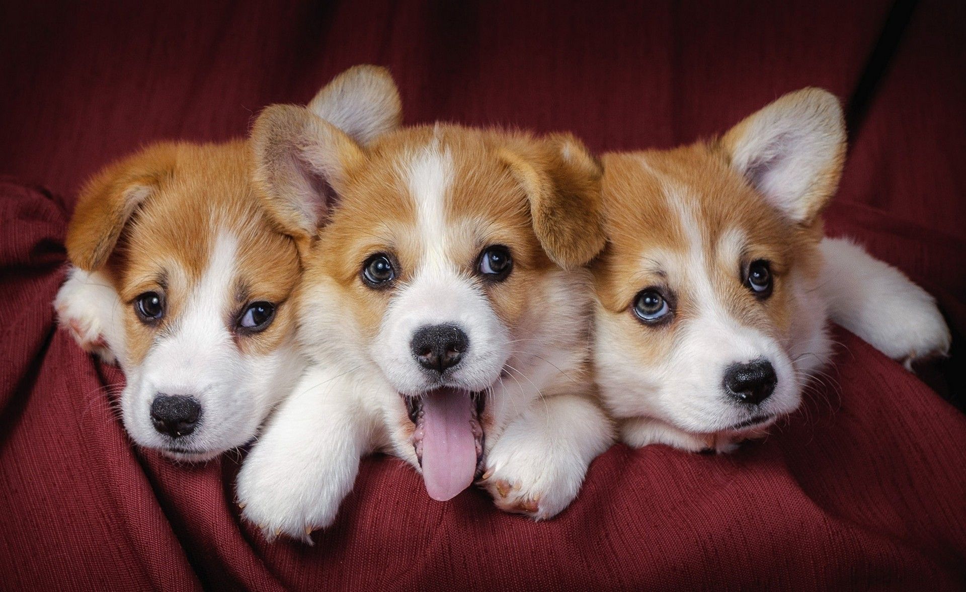 نمای Full HD از سه بچه سگ کیوت کوچولو برای پست