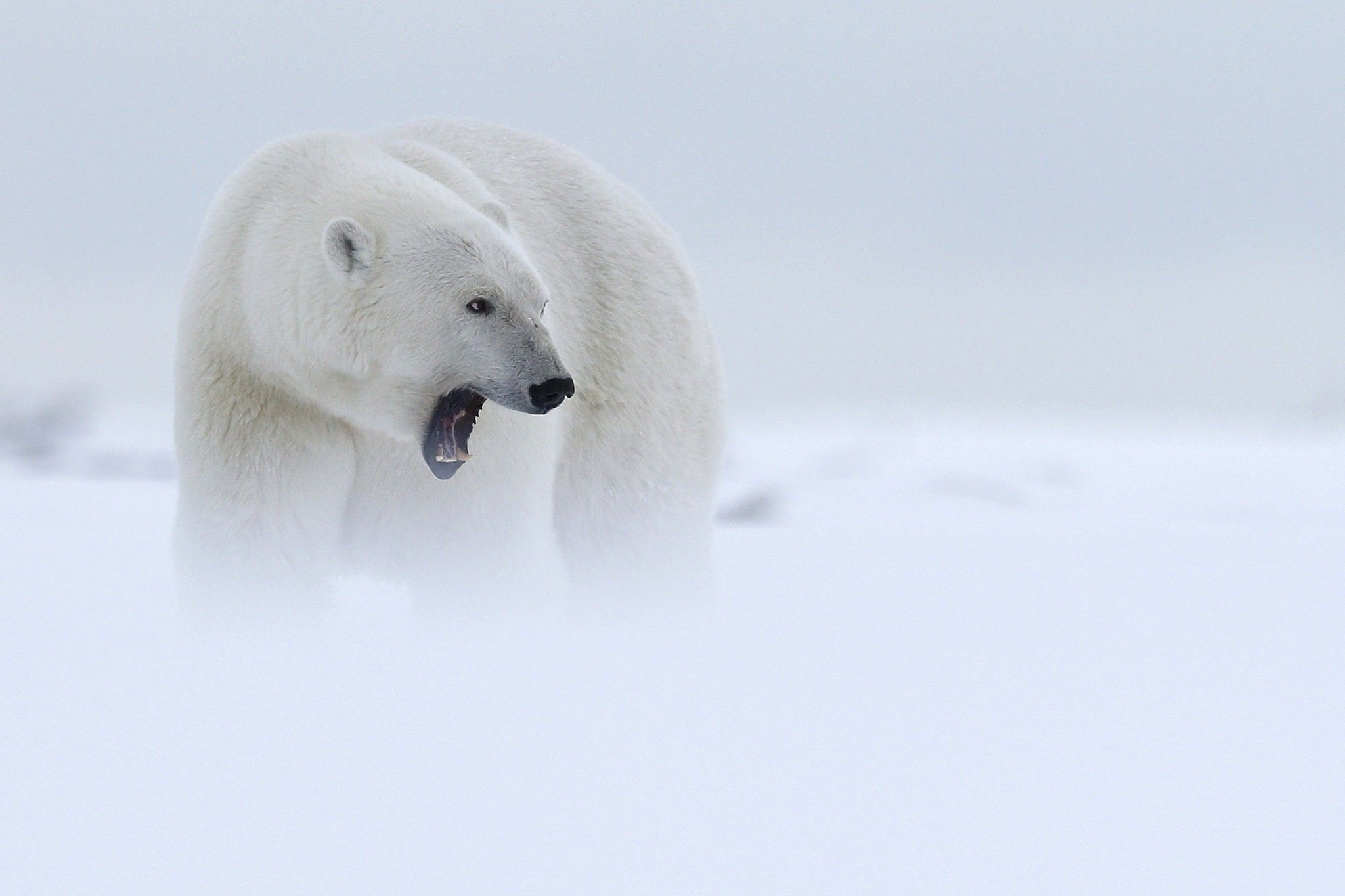 تصویر 8K ناب از فریاد خرس قطبی قدرتمند در هوای برفی