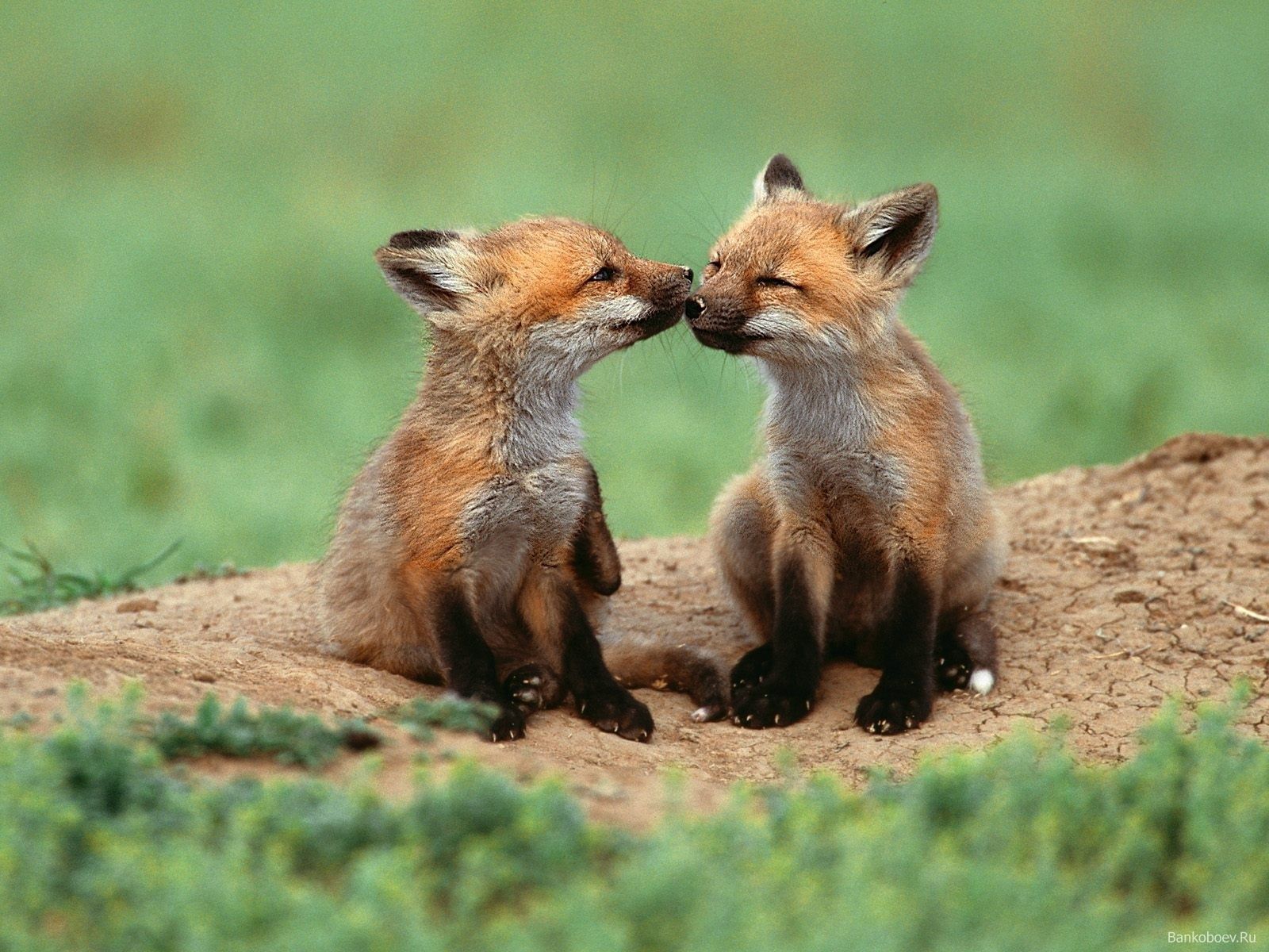 عکس پروفایل عاشقانه کیوت با طرح دو بچه روباه فسقلی