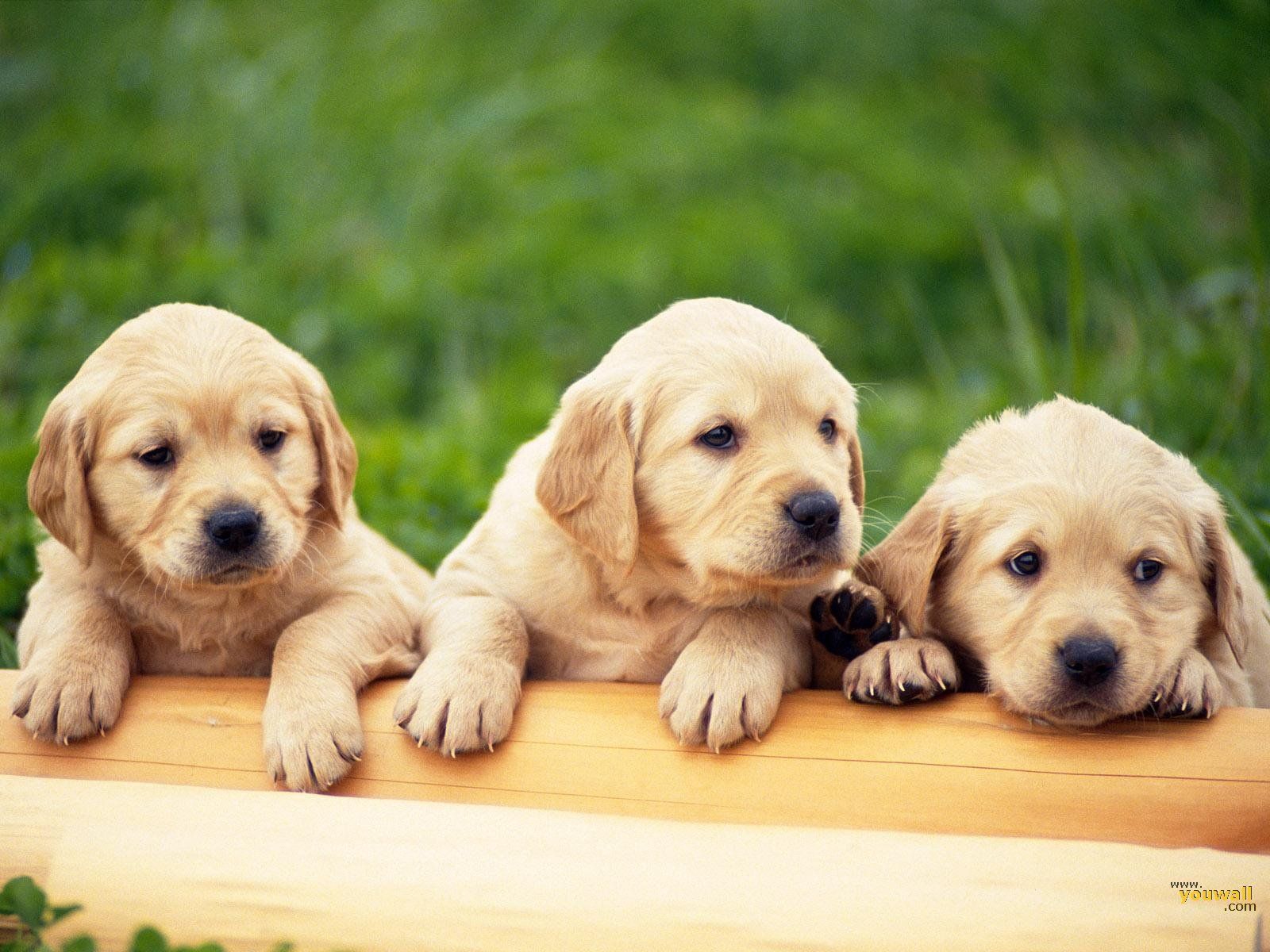 تصویر پربازدید سه بچه سگ کیوت برای پست و استوری