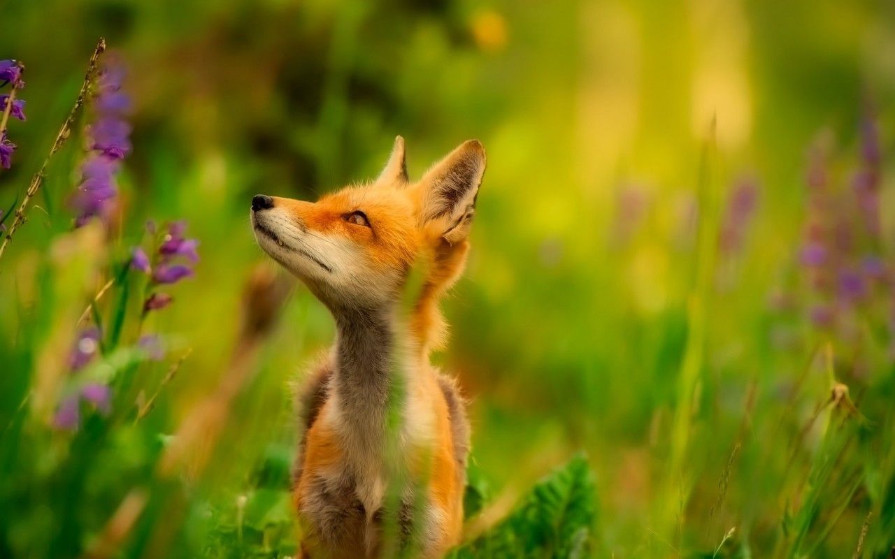 خوشگل ترین عکس بچه روباه برای پست اینستاگرام