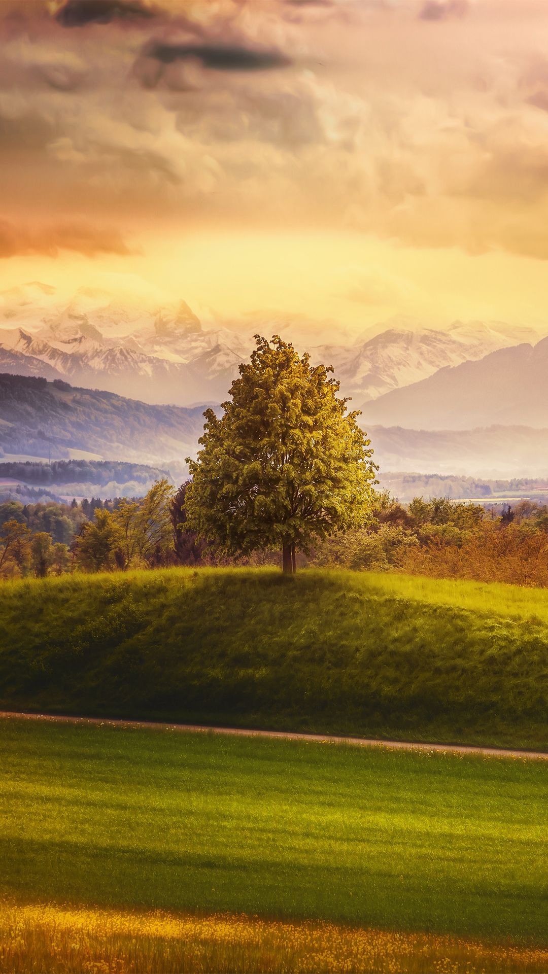 دانلود Wallpaper چشم نواز درخت تنومند در سوئیس زیبا
