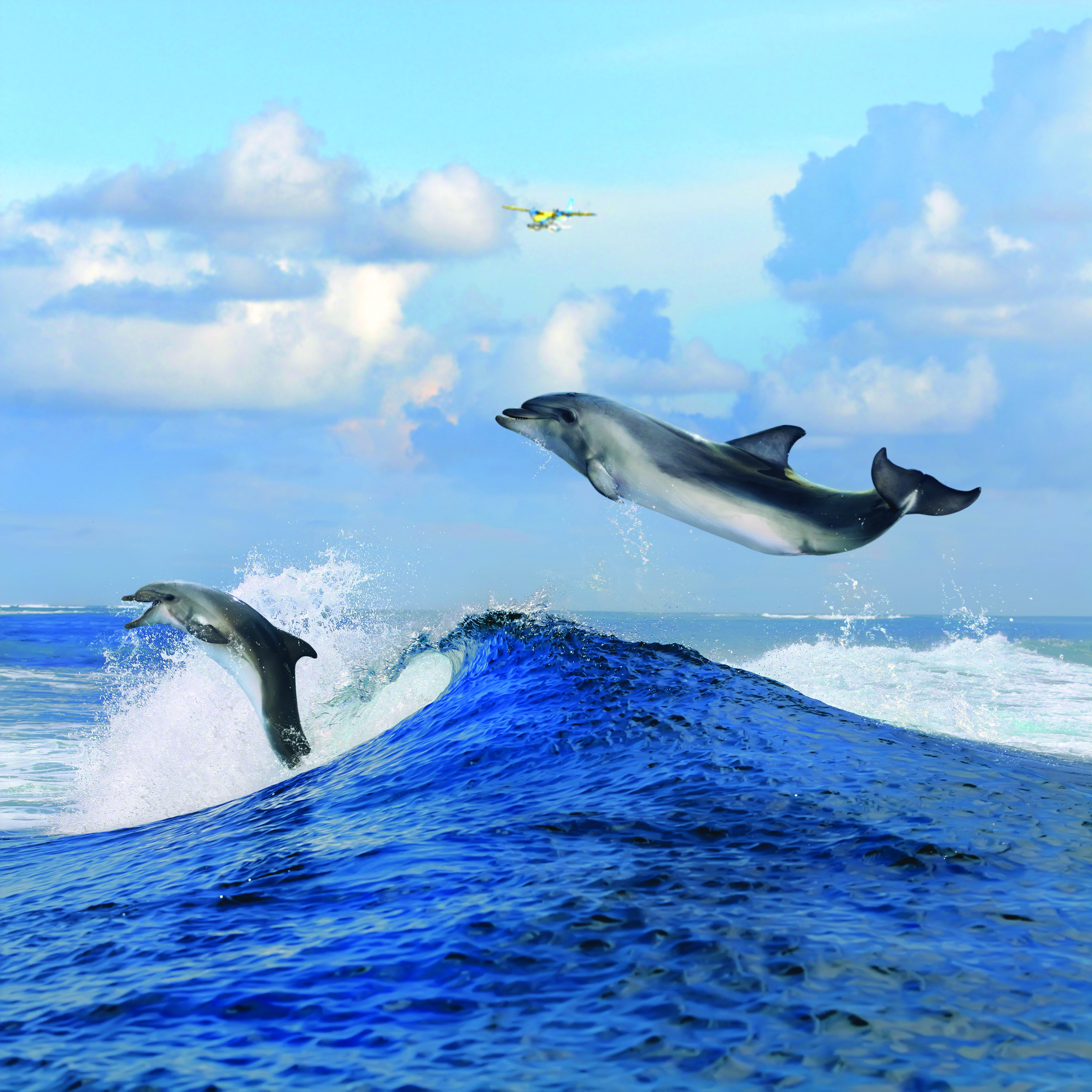 عکس با کیفیت بسیار زیبا دو دلفین زیبا در حال پرش از داخل دریا