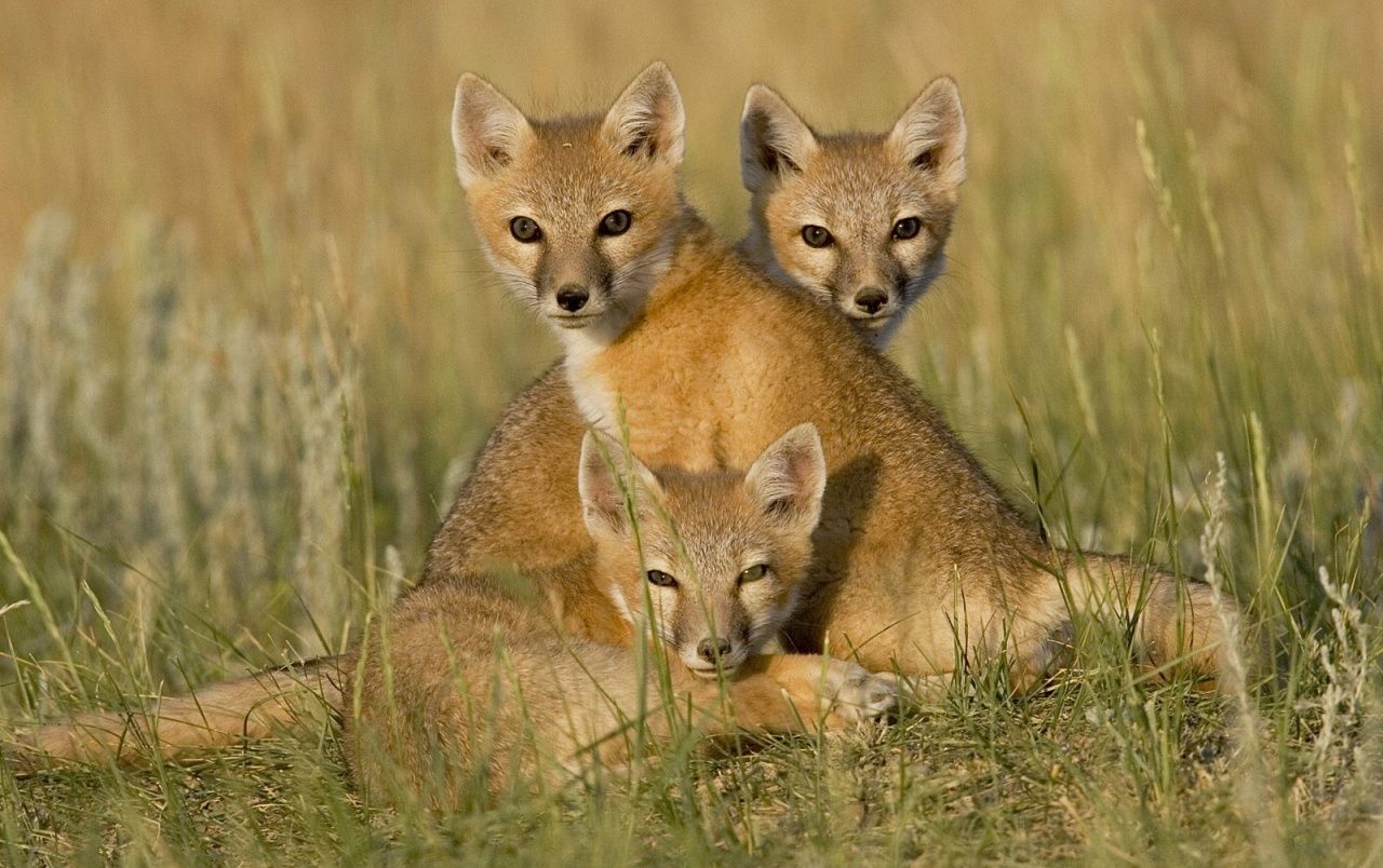 تصویر باکیفیت سه بچه روباه خوشگل در دشت 