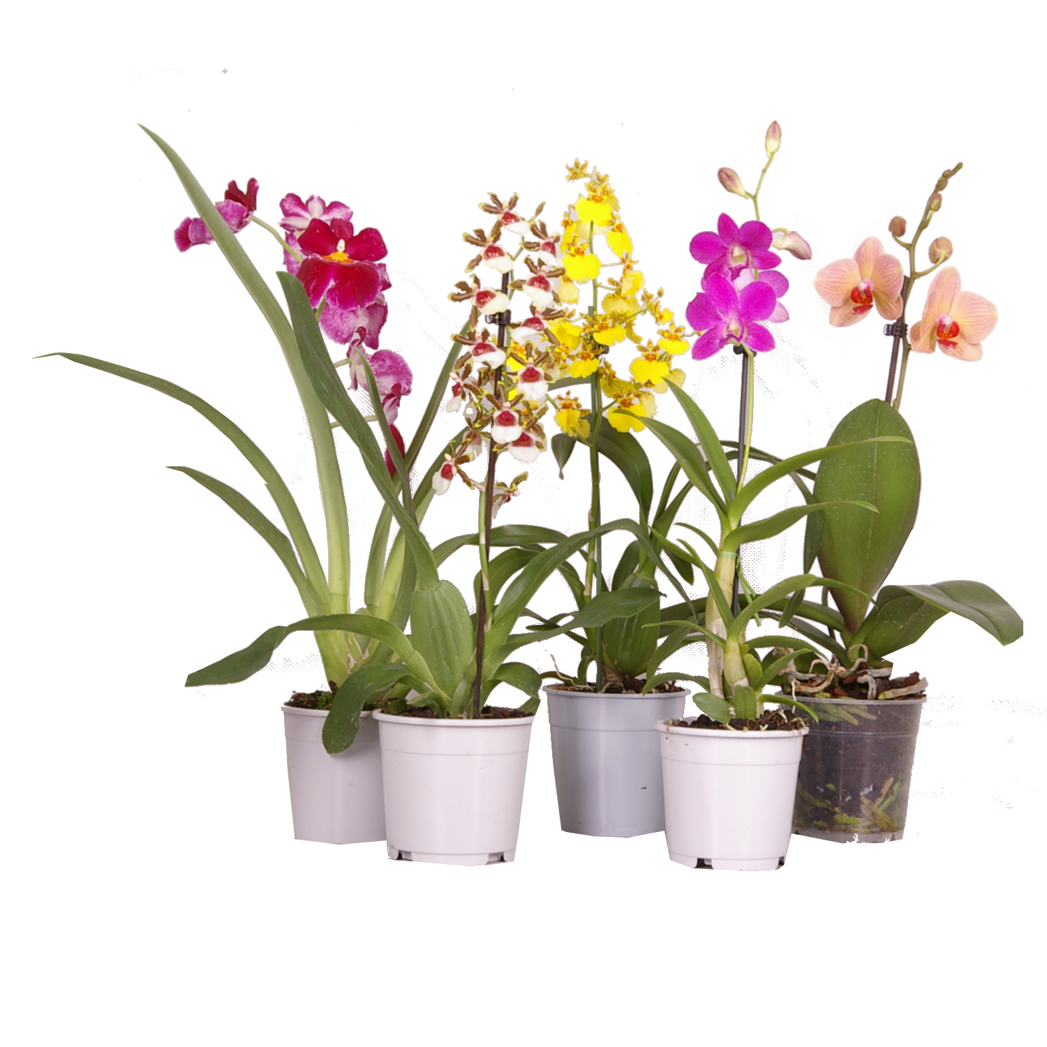 عکس گیاهان آپارتمانی ارکیده با کیفیت بالا و فرمت PNG مناسب برای استفاده در کارهای گرافیکی و تبلیغاتی