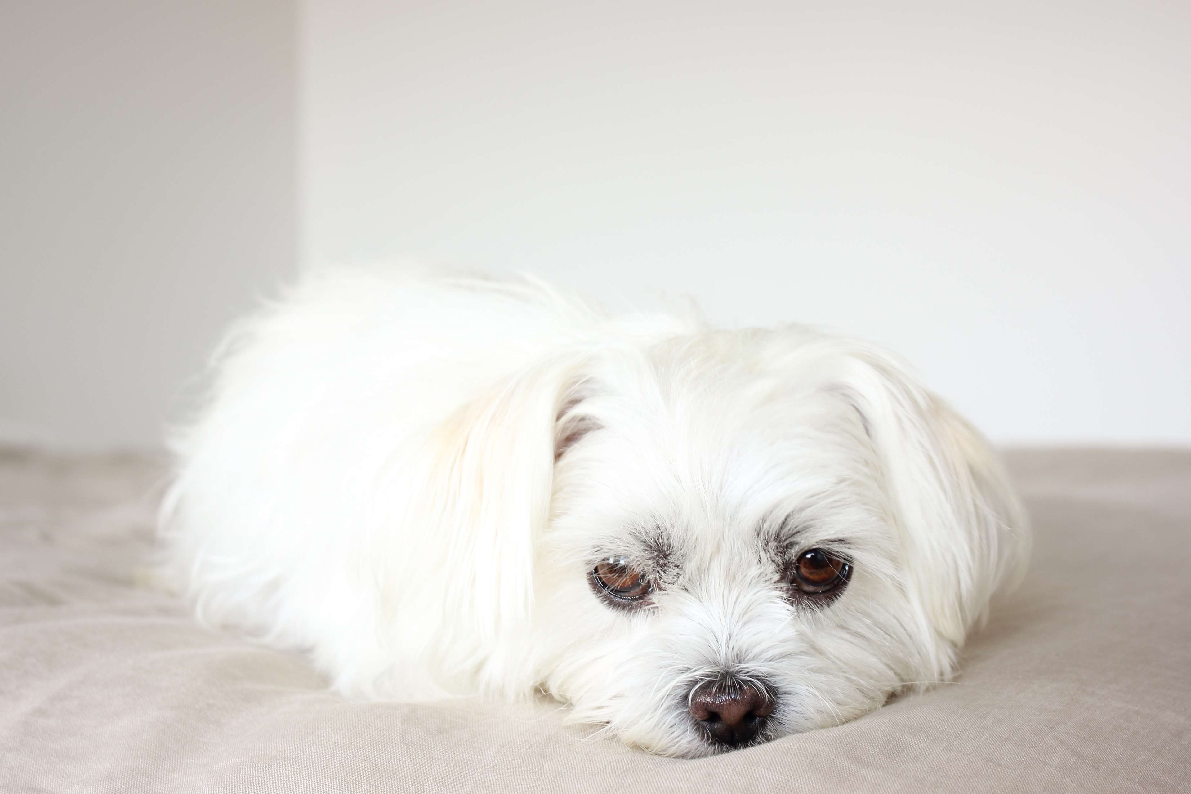 عکس سگ سفید خسته با صورت بانمک برای پروفایل 