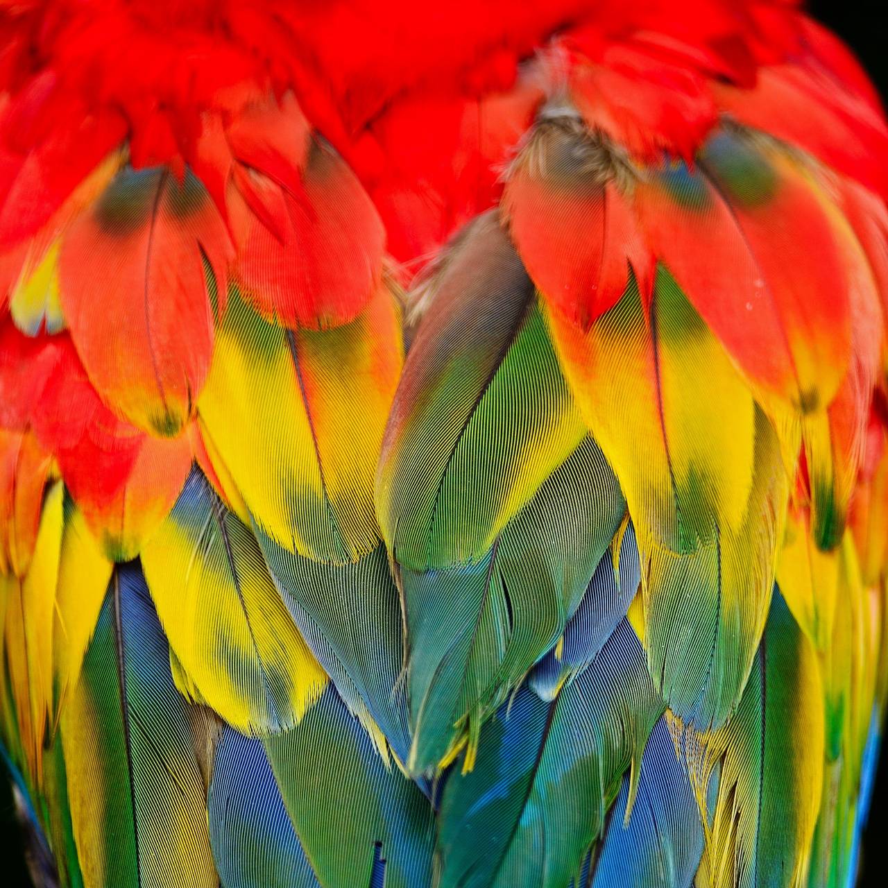 عکس میکروسکوپی پر های رنگی طوطی ماکائو با وضوح عالی 1401