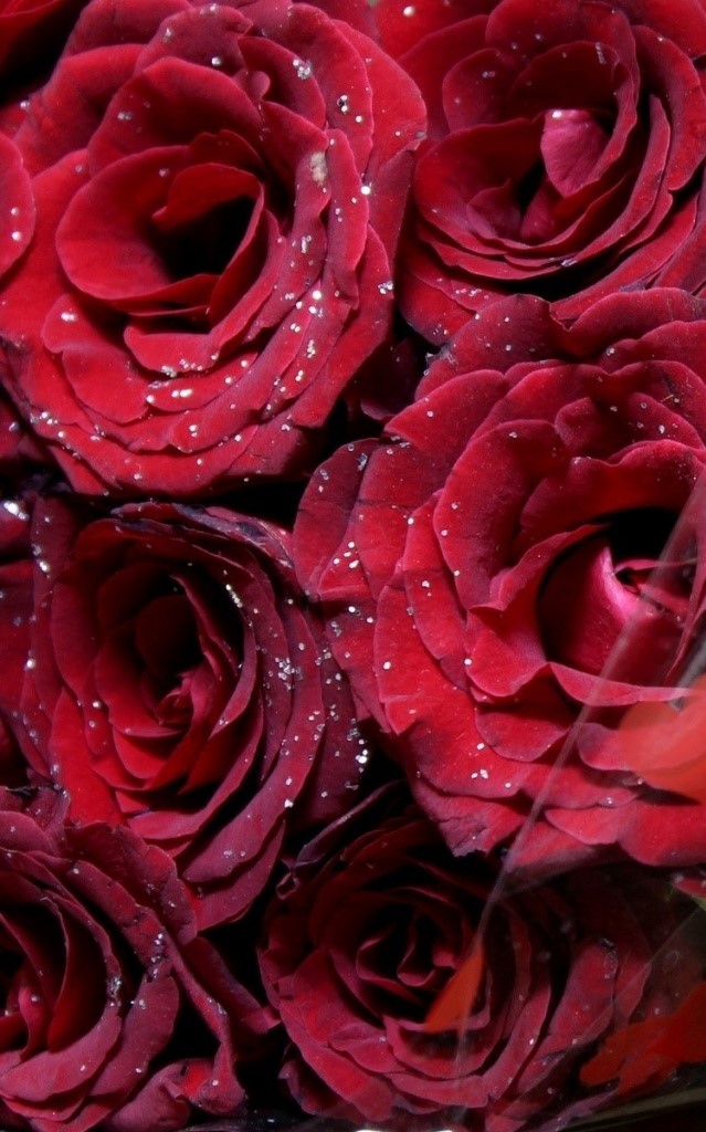 دانلود رایگان تصویر زمینه گل رز قرمز برای اندرویدی ها