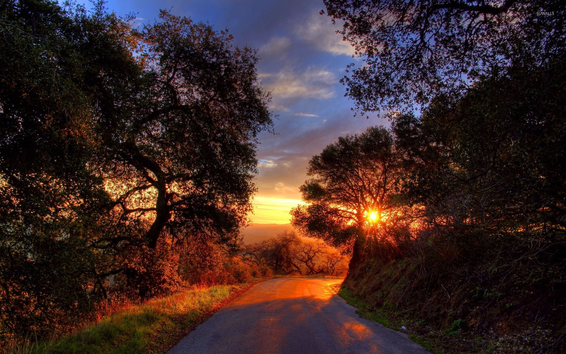 عکس جاده در میان درختان و غروب آفتاب