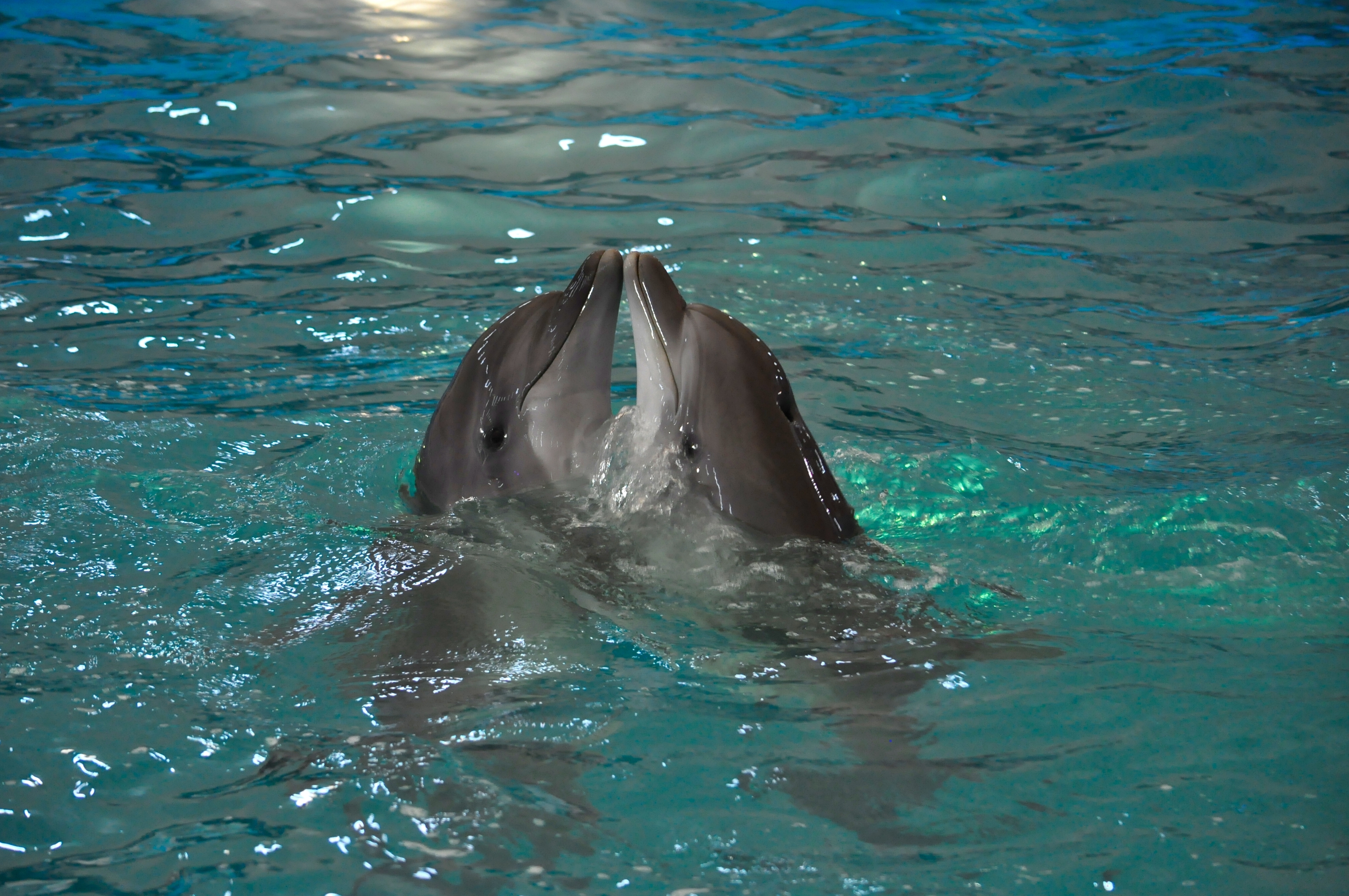عکس و تصویر زمینه دلفین ها با کیفیت 4K
