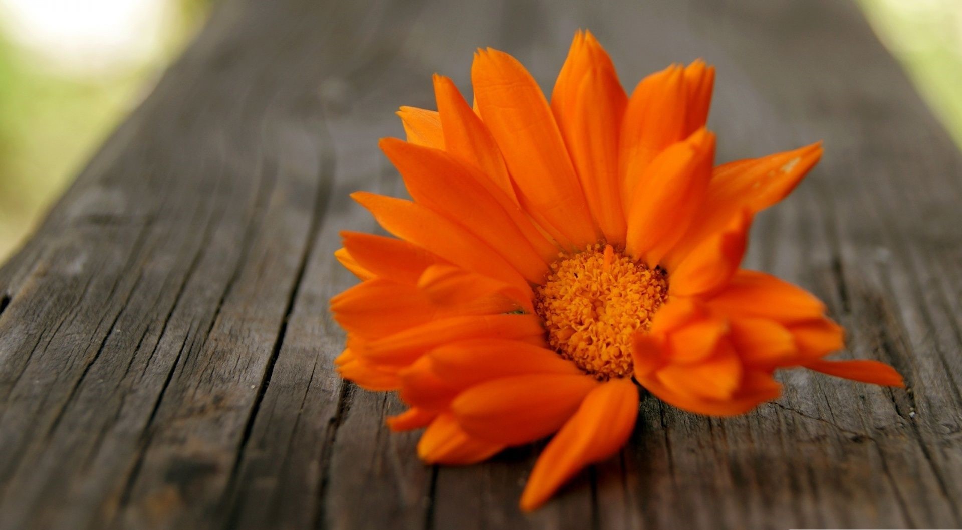 عکس پروفایل عاشقانه گل نارنجی زیبا برای واتساپ 