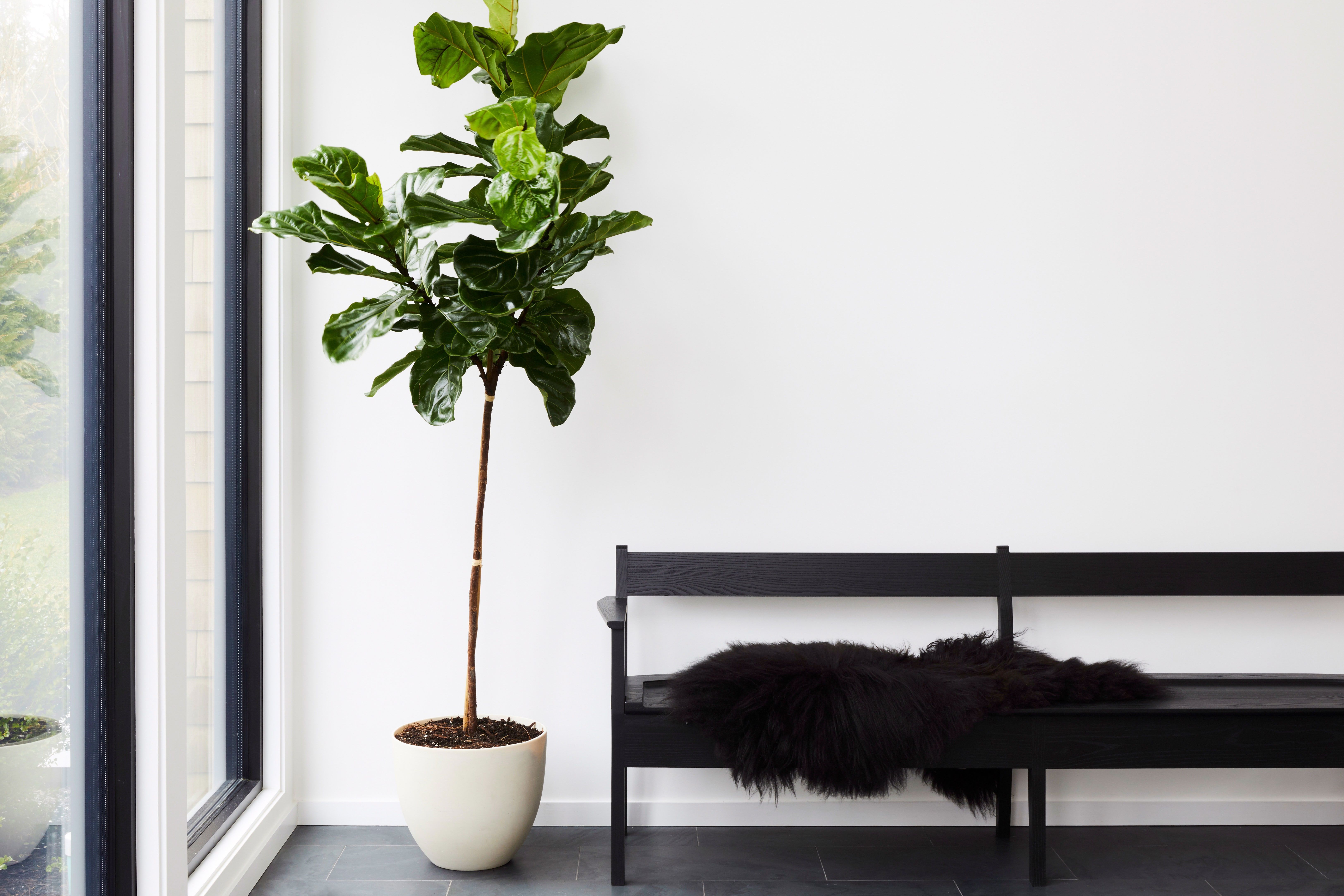 عکس دکور با گیاهان آپارتمانی