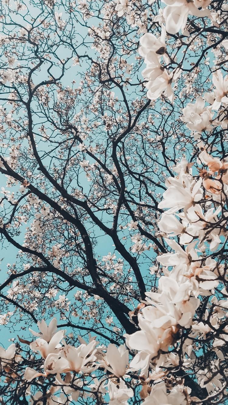 پروفایل شکوهمند شکوفه های فصل بهار برای اینستاگرام