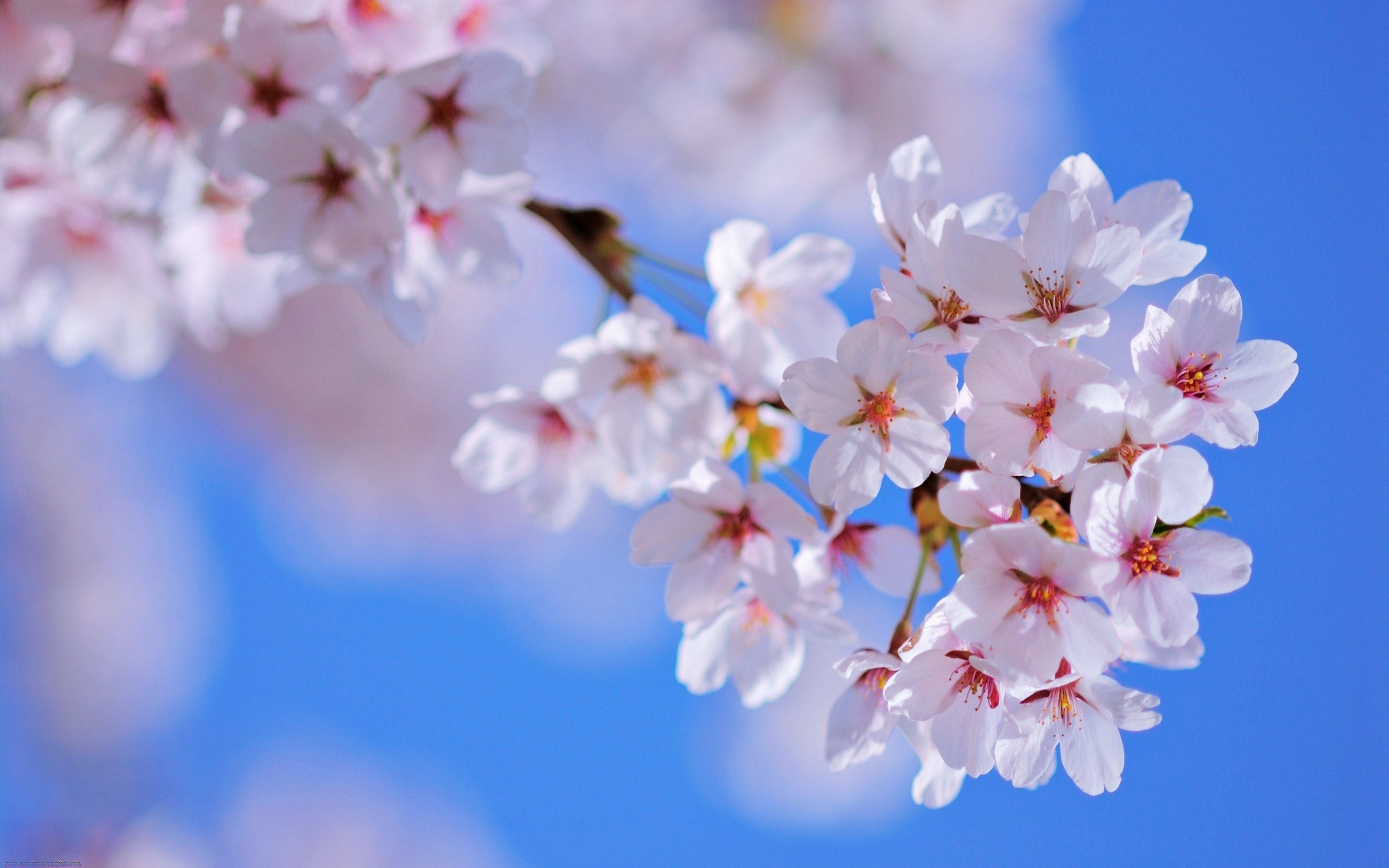 عکس شکوفه بهاری با آبی آسمان با کیفیت بالا