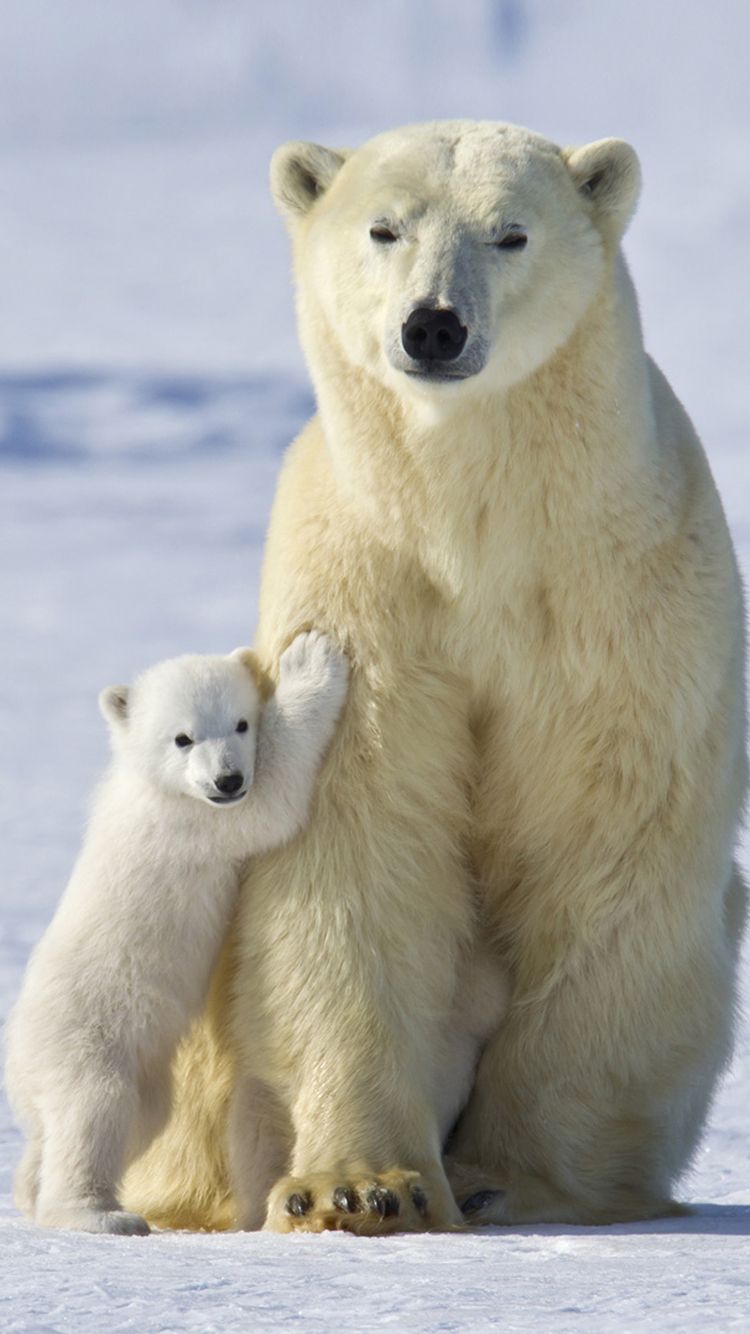 عکس دوست داشتنی خرس قطبی مادر و بچه برای استوری 