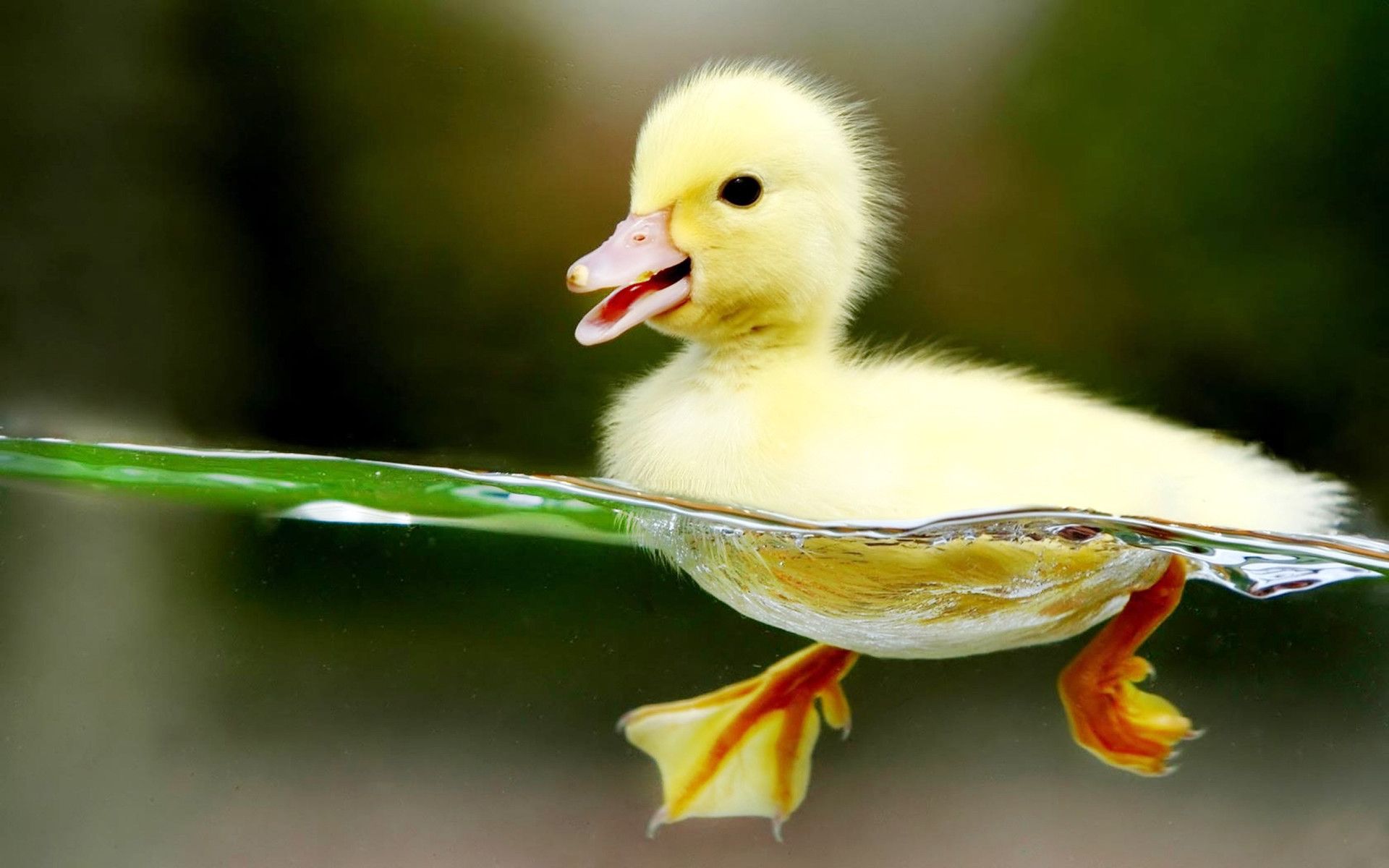 تصویر اردک کیوت زرد روی آب برای پروفایل فصل بهار