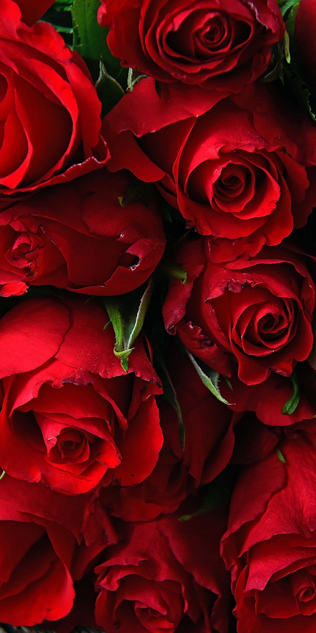 پس زمینه گل رز قرمز برای گوشی موبایل با نشان عشق