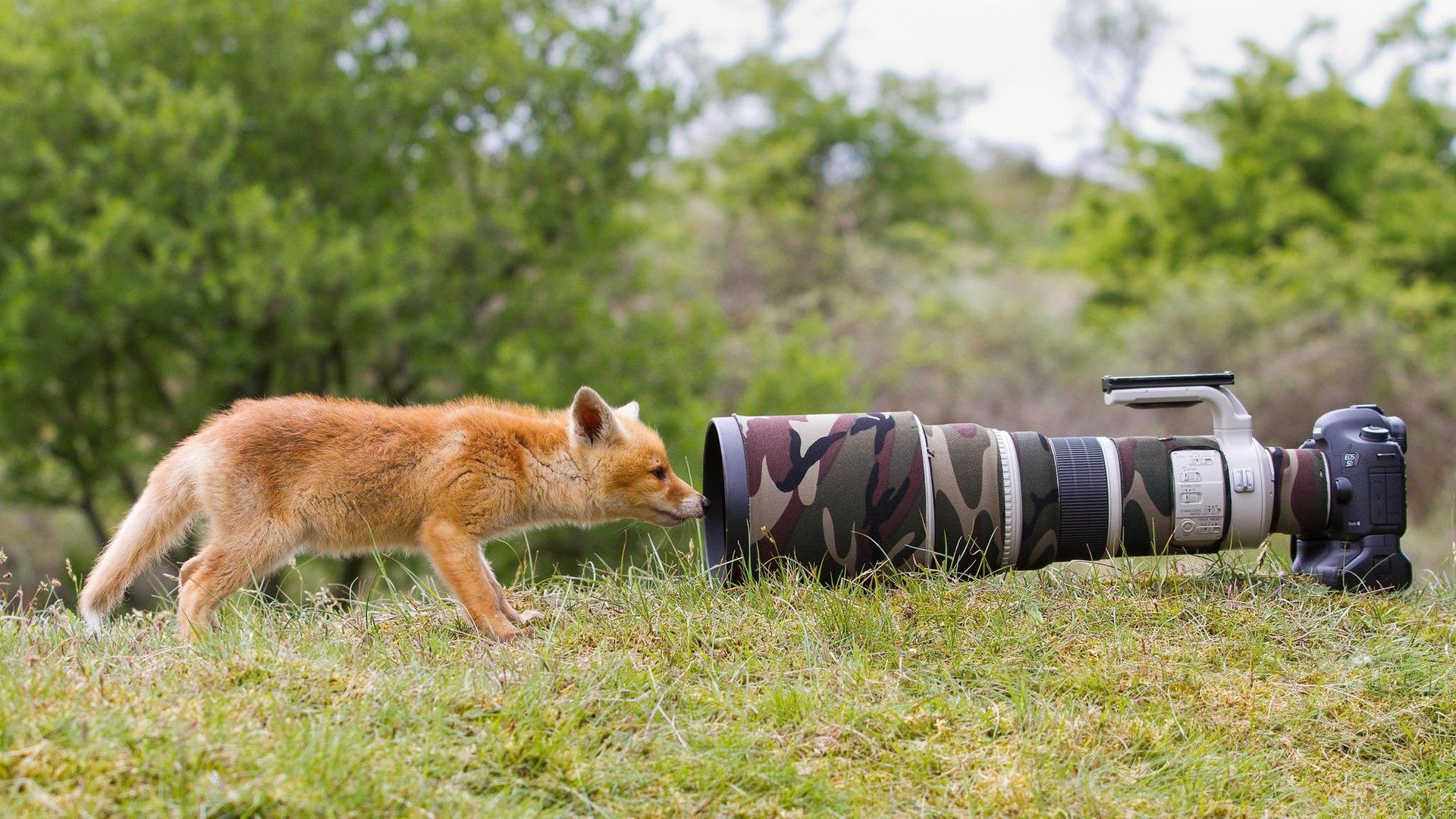 عکس بسیار بامزه از بچه روباه در حال کشف دوربین عکاسی