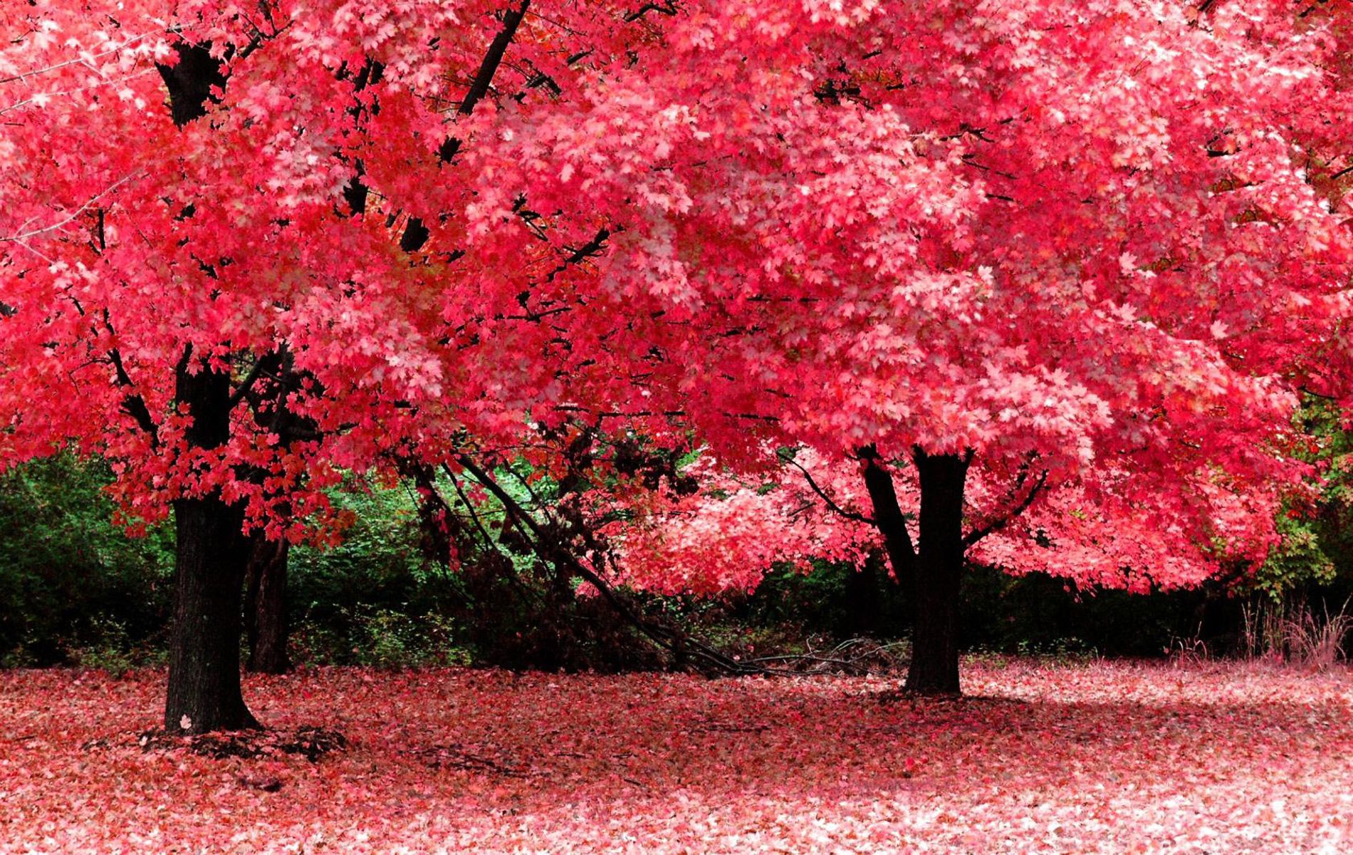 بک گراند جذاب بهاری طرح درختان پوشیده از برگ قرمز