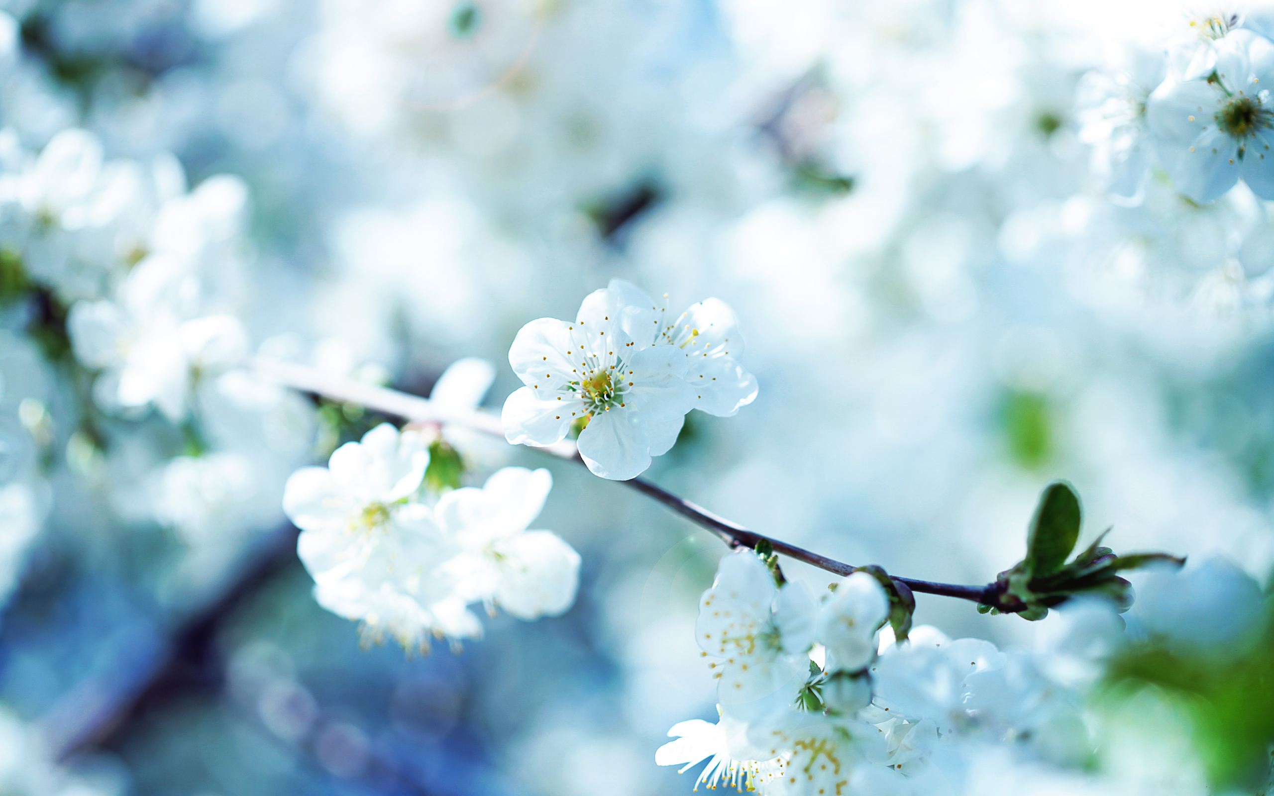 عکس استوک و تصویر استوک با کیفیت شکوفه های بهاری زیبا