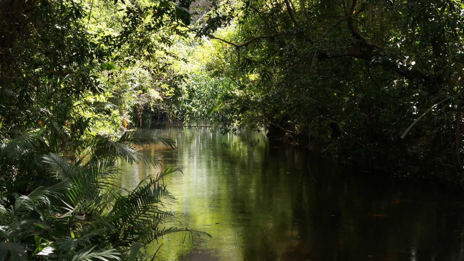 عکس پروفایل باکیفیت رودخانه در جنگل برای علاقمندان طبیعت 