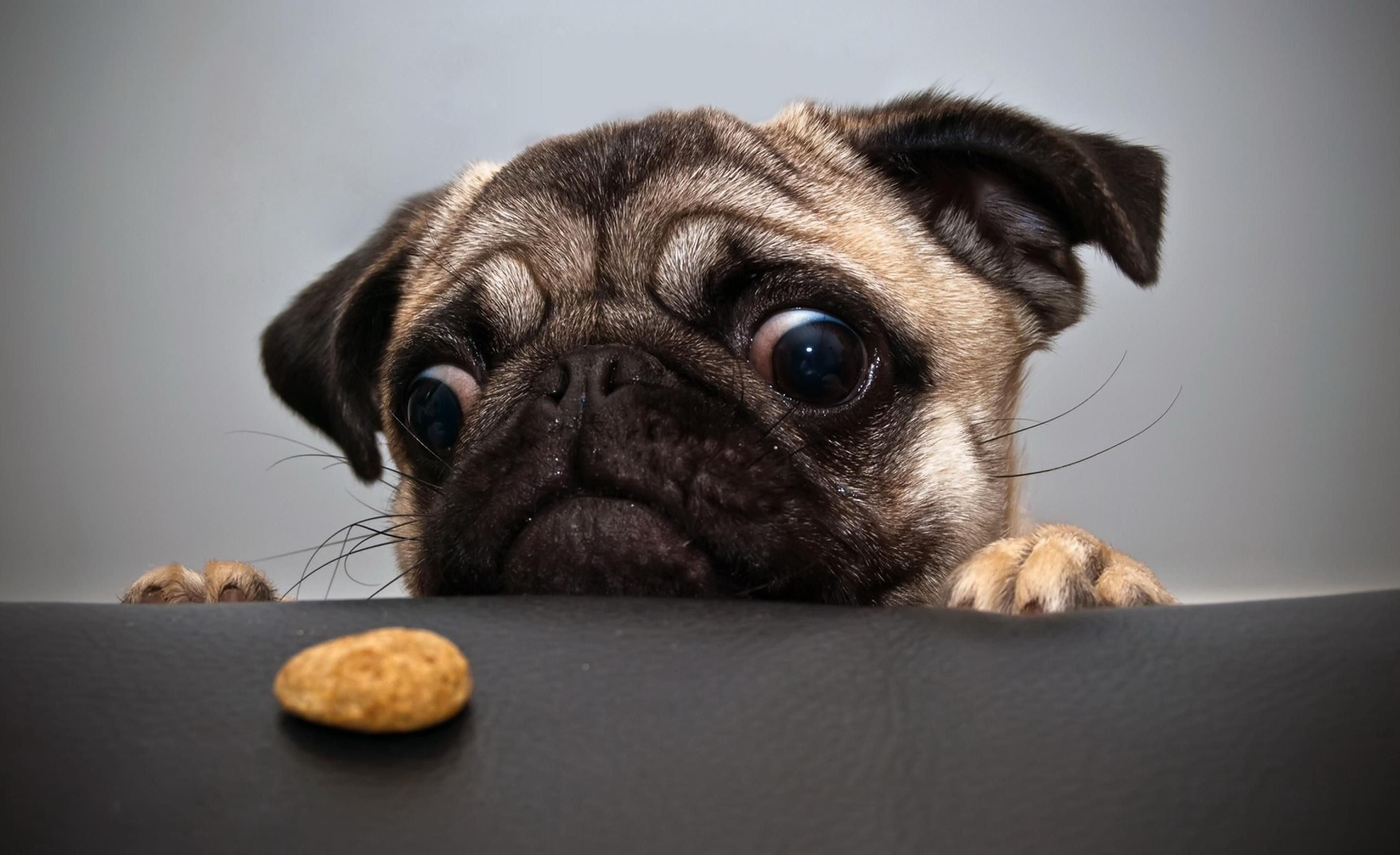 تصویر بامزه سگ نژاد بولداگ در حال نگاه متعجانه به غذا