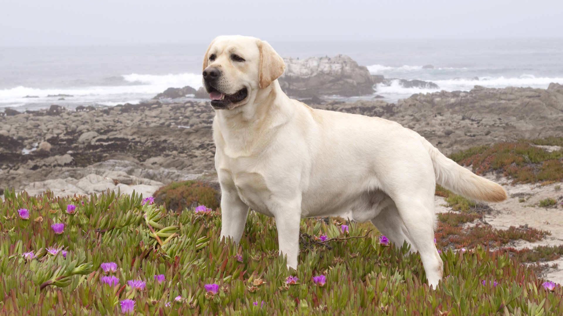 عکس رویایی خوشگل سگ سفید بزرگ در ساحل دریا