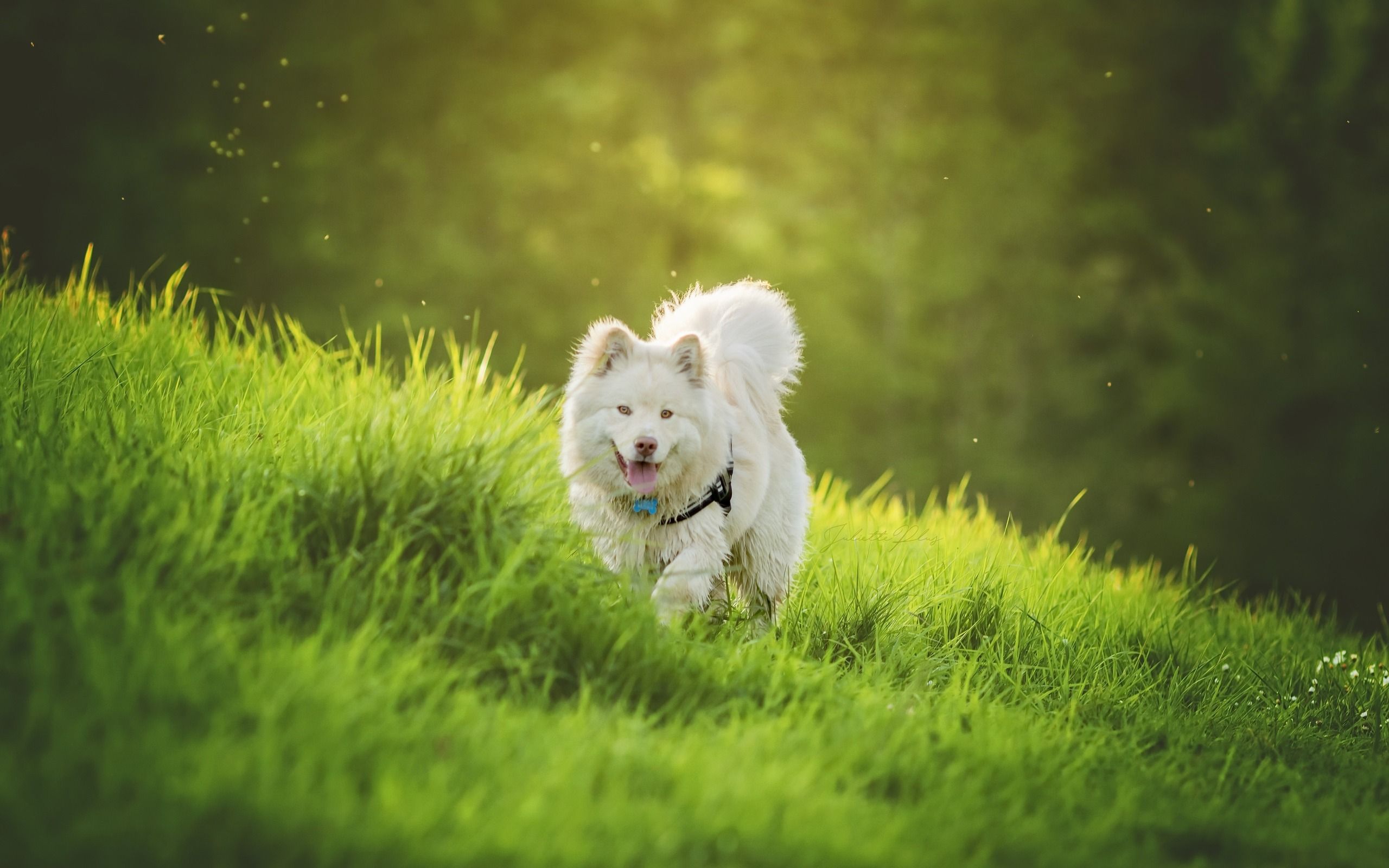 تصویر 8k سگ سفید ناز با دم زیبا در طبیعت سرسبز