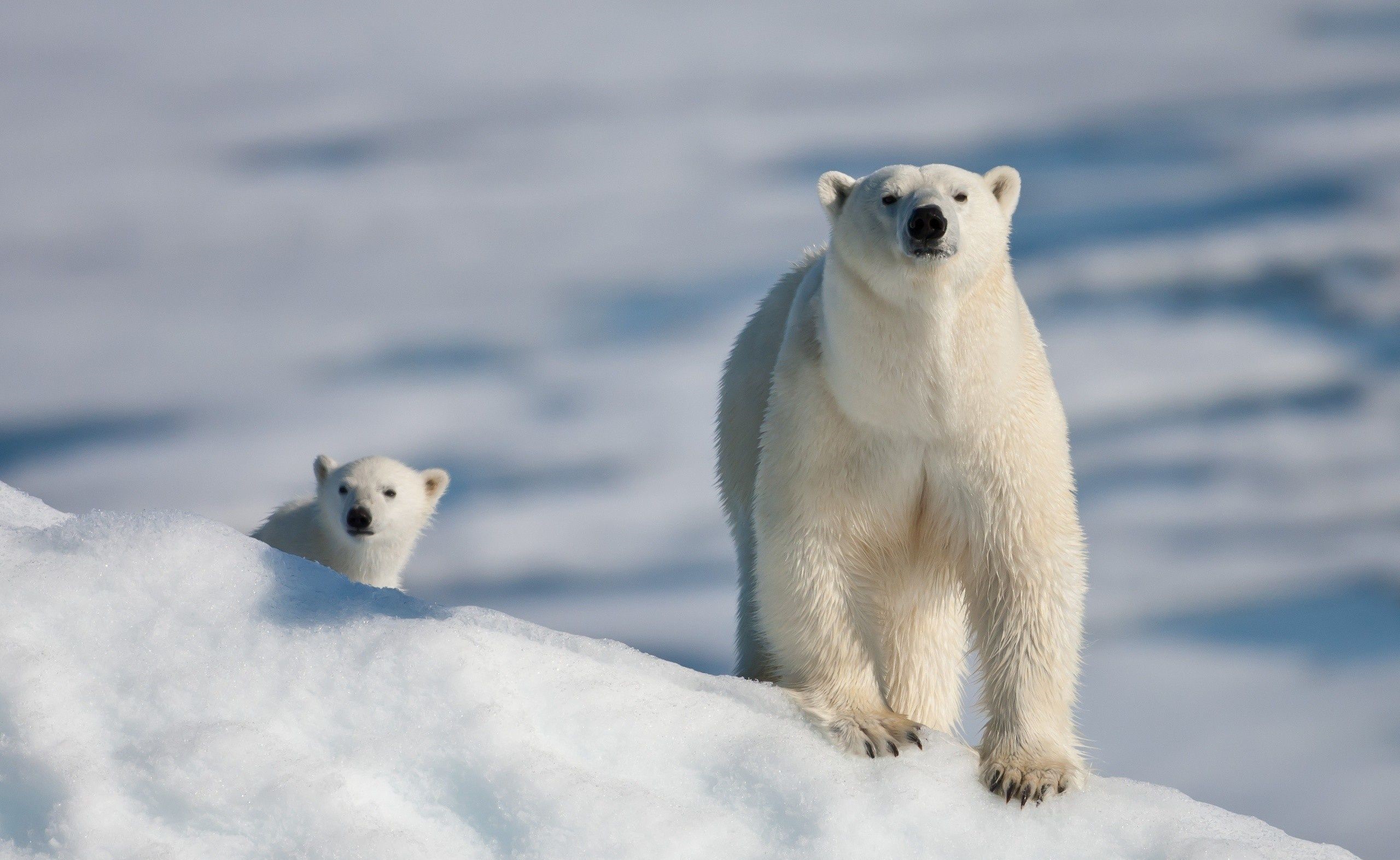 نمای درخشان و جالب از دو خرس قطبی در برف با کیفیت ویژه HD