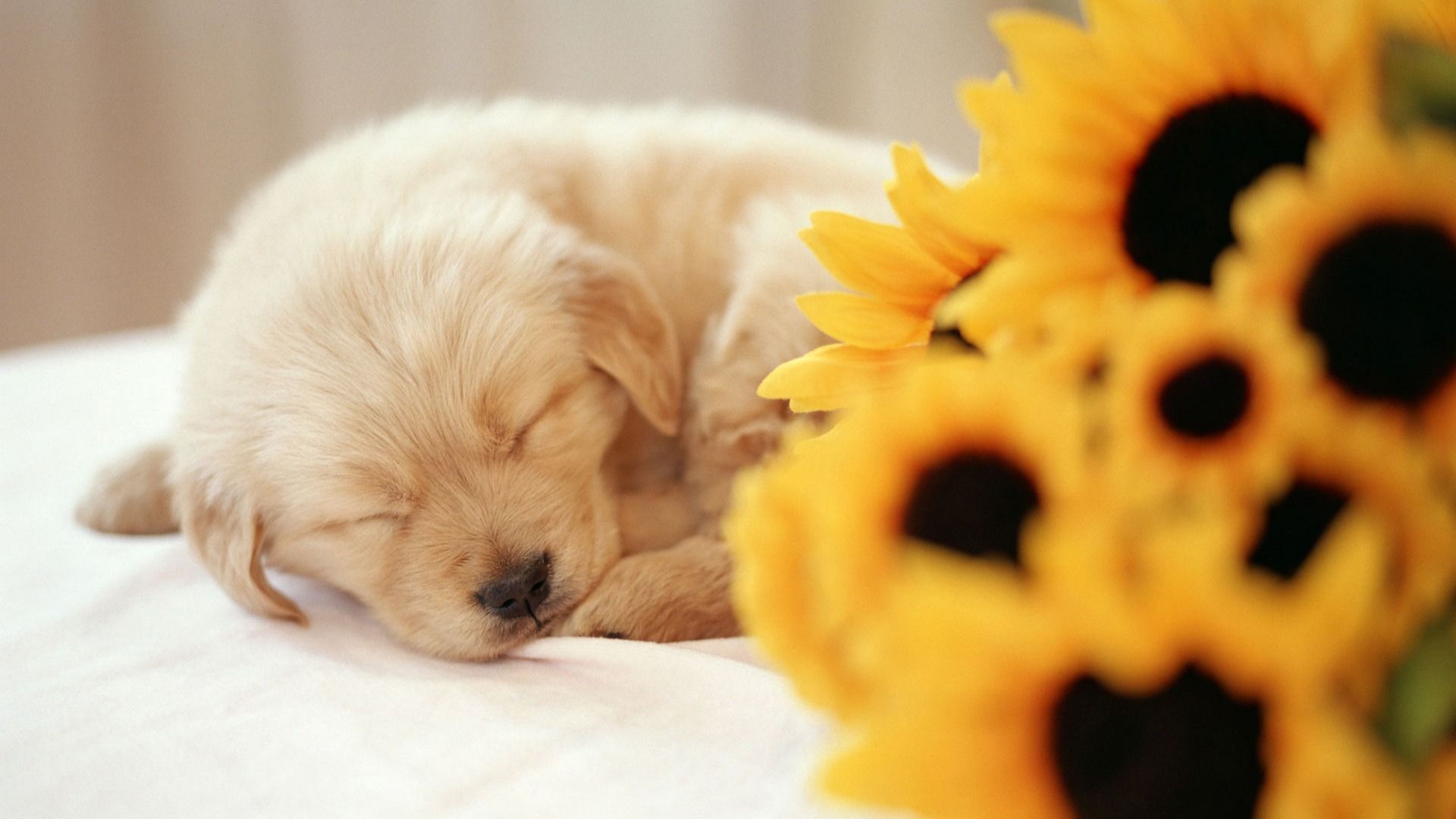 پروفایل سگ خواب و گل بهاری برای دوستداران حیوانات