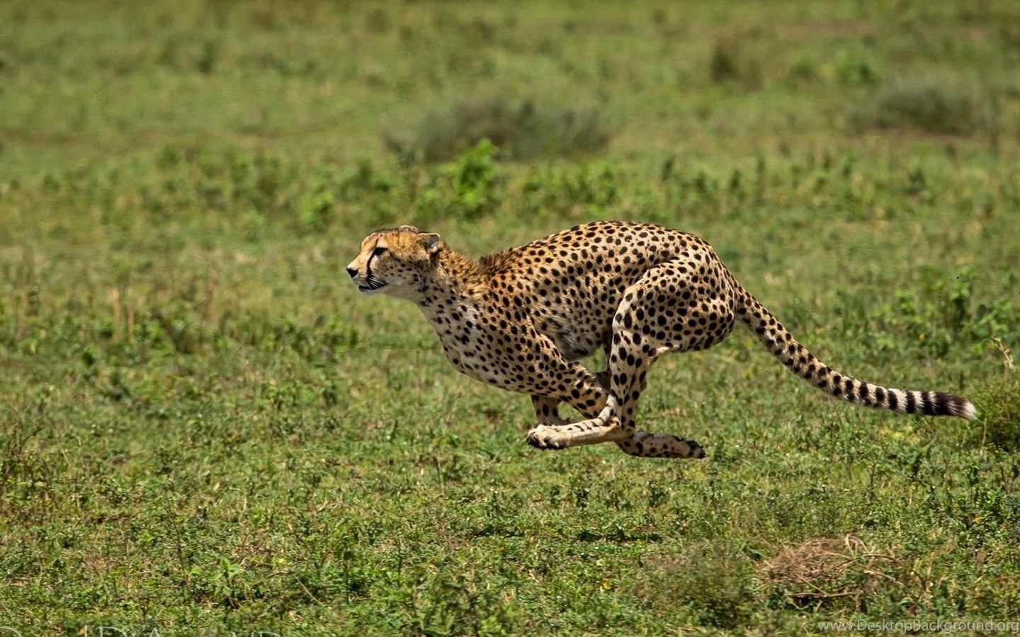 دانلود عکس یوزپلنگ در حال دویدن با کیفیت 4k