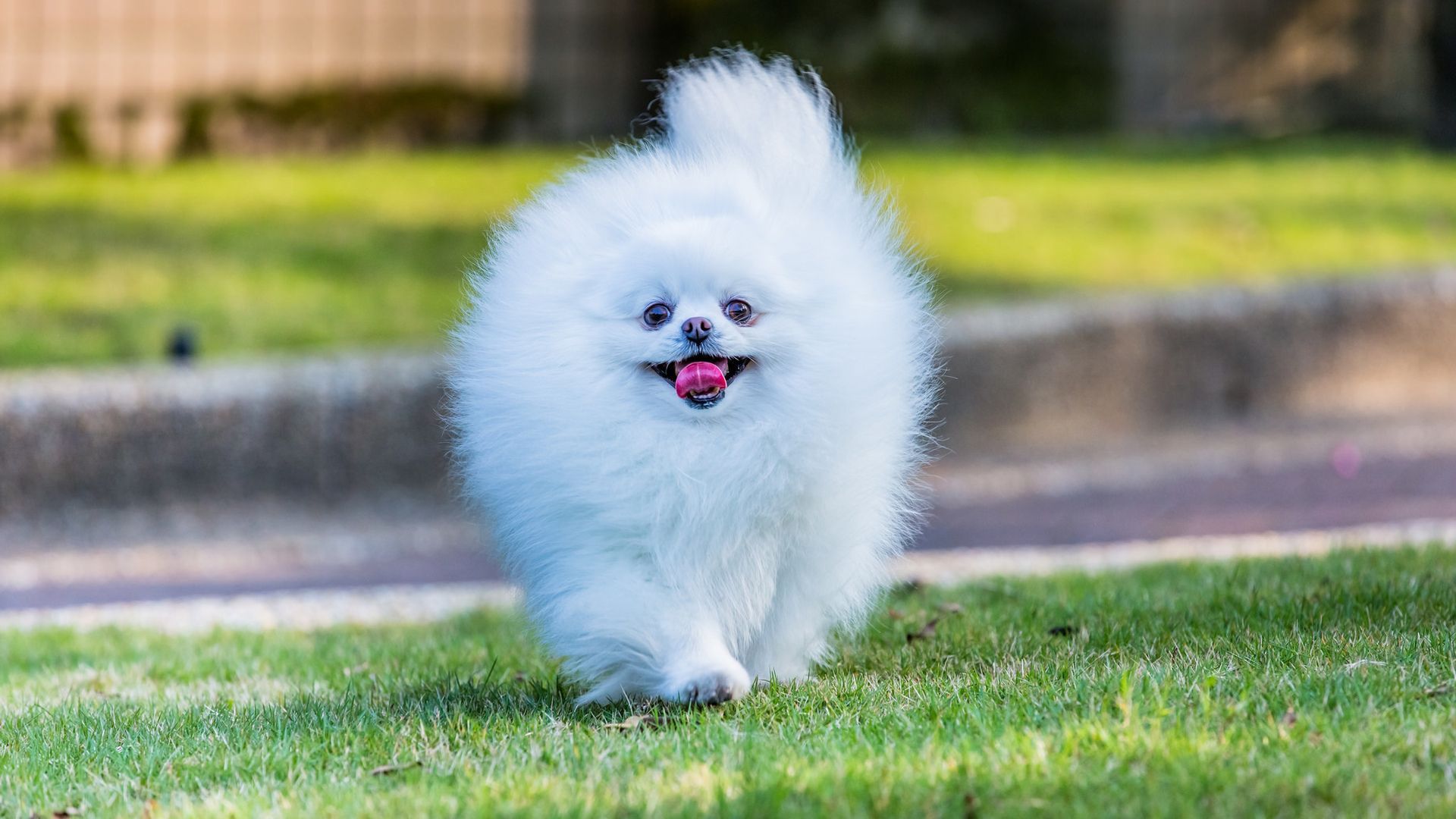 خوشگل ترین بکگراند سگ سفید شیطون برای لپتاپ