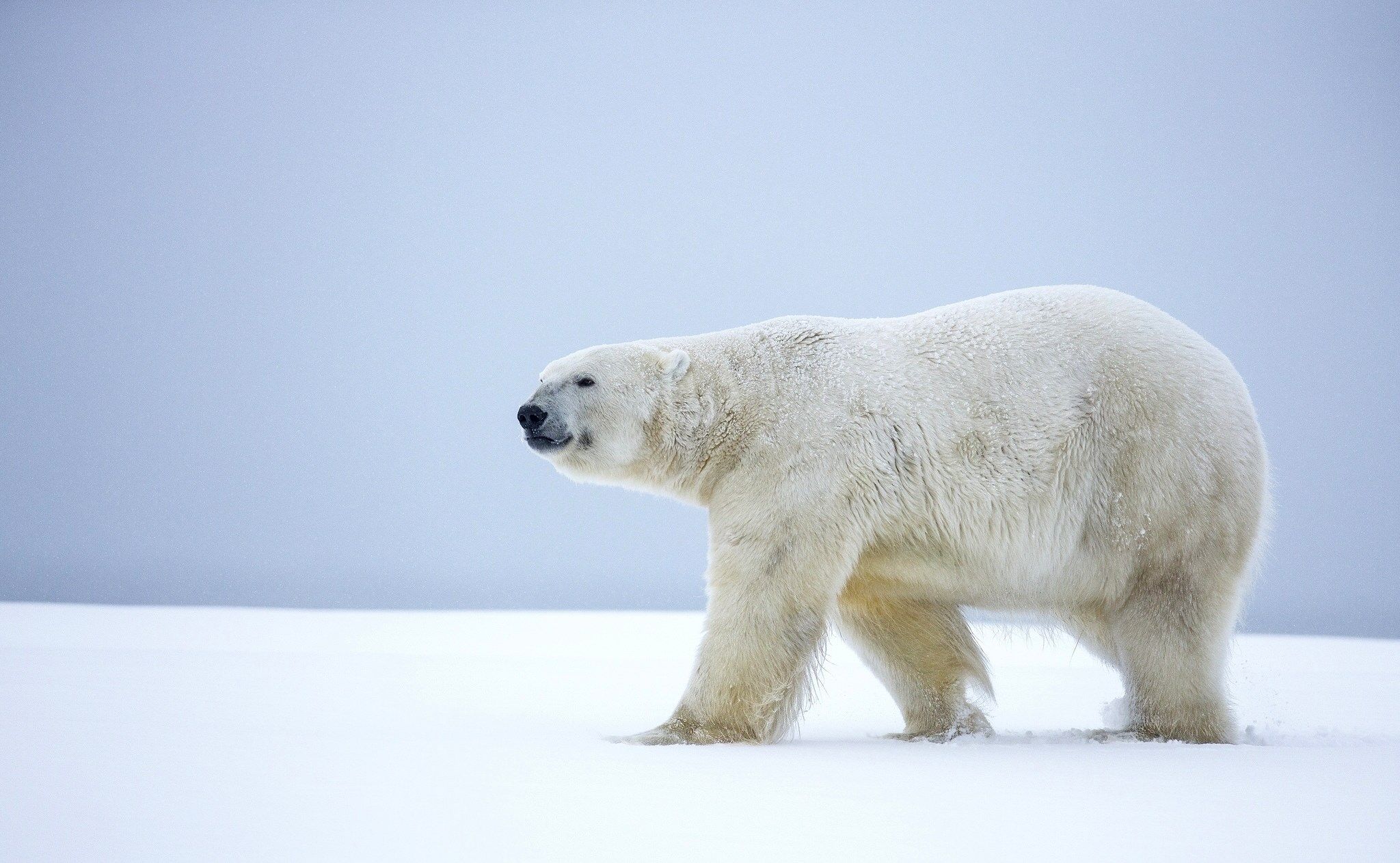 دانلود عکس باکیفیت خرس قطبی واقعی در برف و بوران برای چاپ