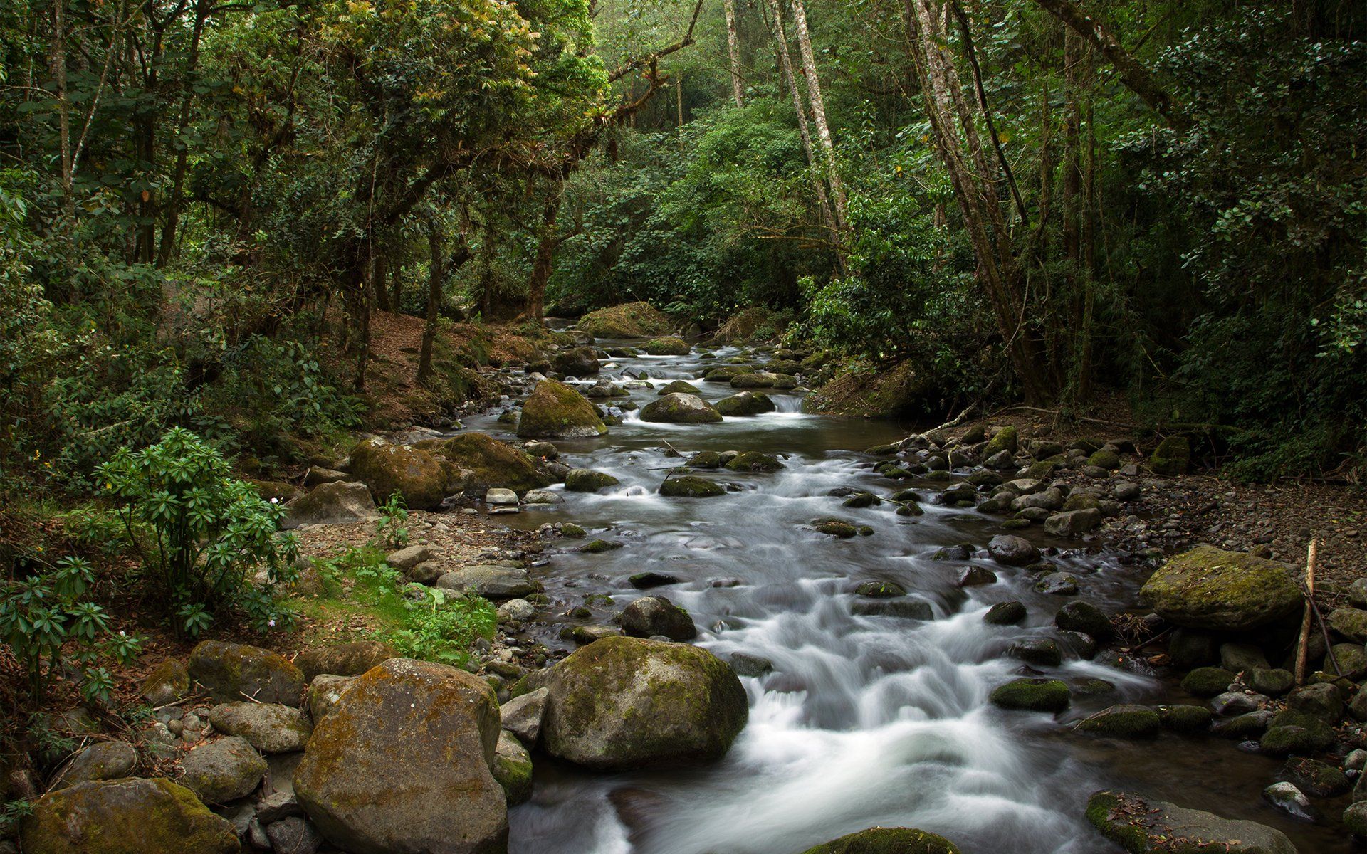 تصویر انرژی بخش رودخانه سنگی در جنگل خوش آب و هوا 