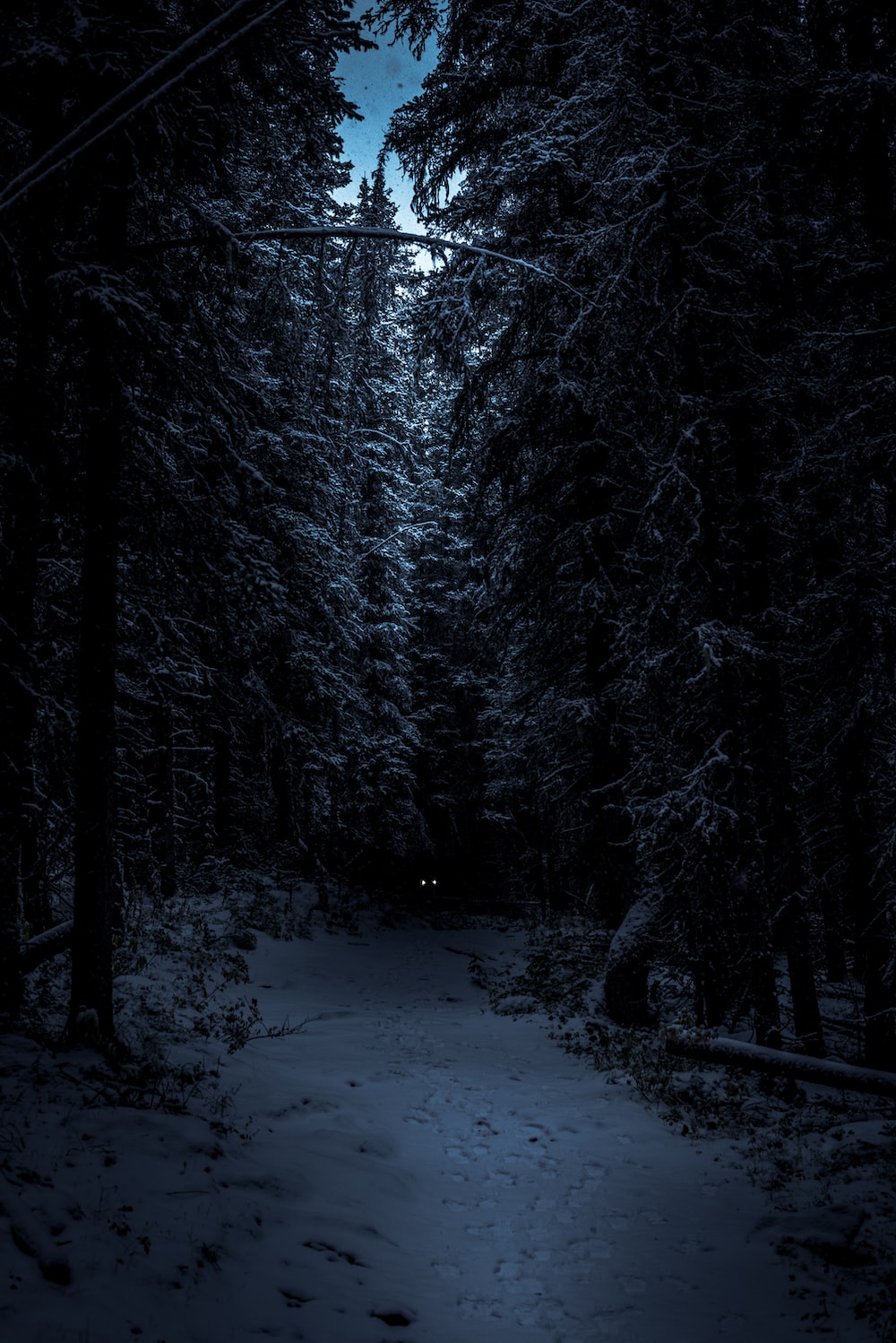 بک گراند جنگل ترسناک برفی زیبا و مسحور کننده برای iPhone 14