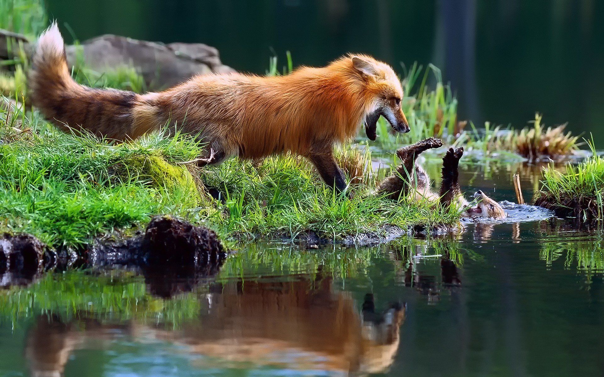 تصویر دوست داشتنی بازی بچه روباه و مادرش در رودخانه