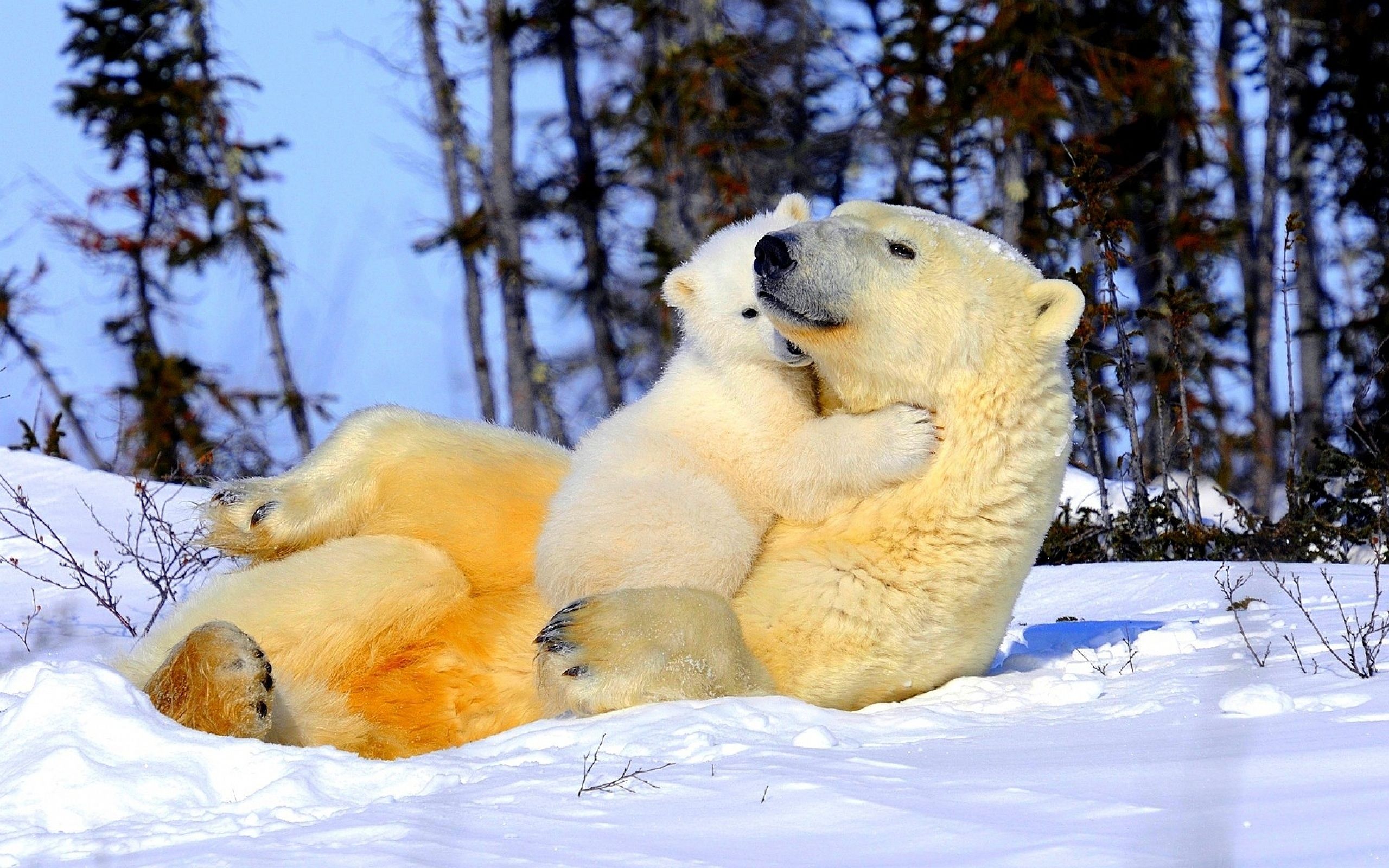 دانلود تصویر خرس قطبی در آغوش مادرش برای پروفایل ایتا و روبیکا