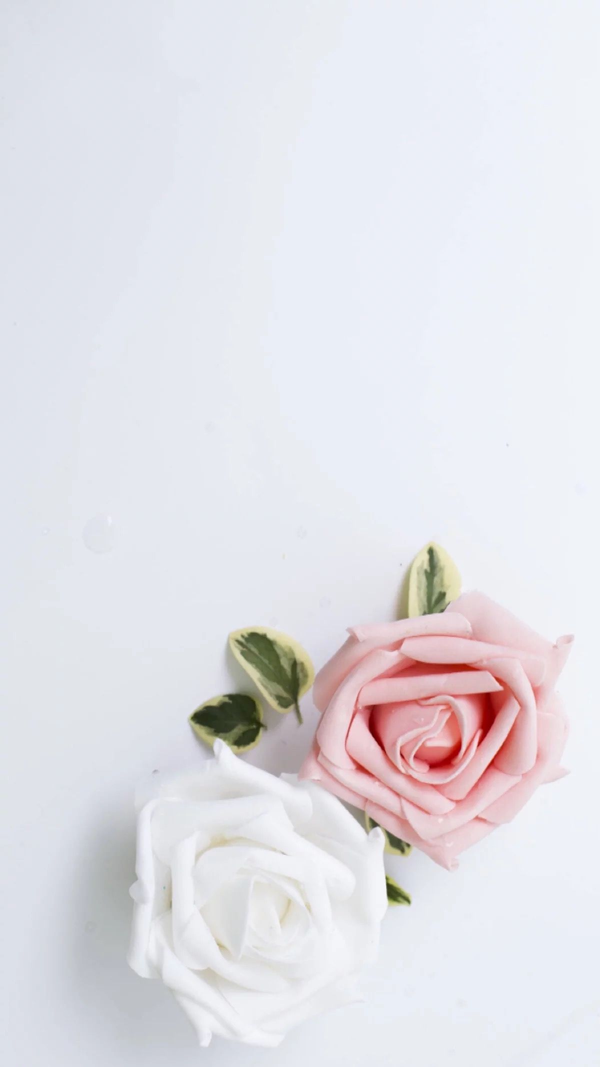 پس زمینه سفید با دو گل رز زیبا با رنگ صورتی و سفید و کیفیت HD