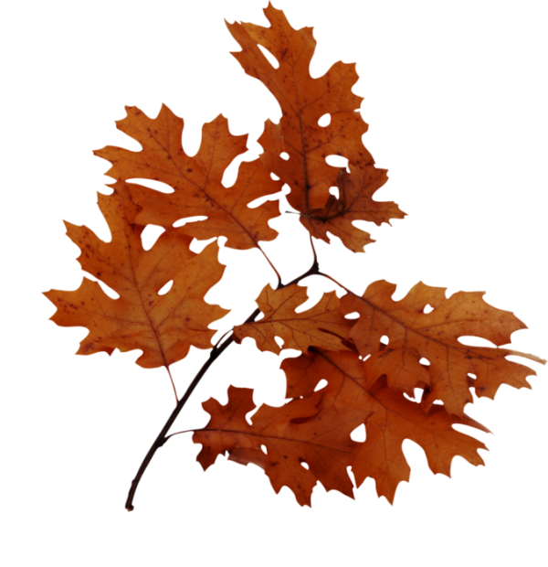 دانلود PNG قشنگ برگ پاییزی بلوط به رنگ نارنجی