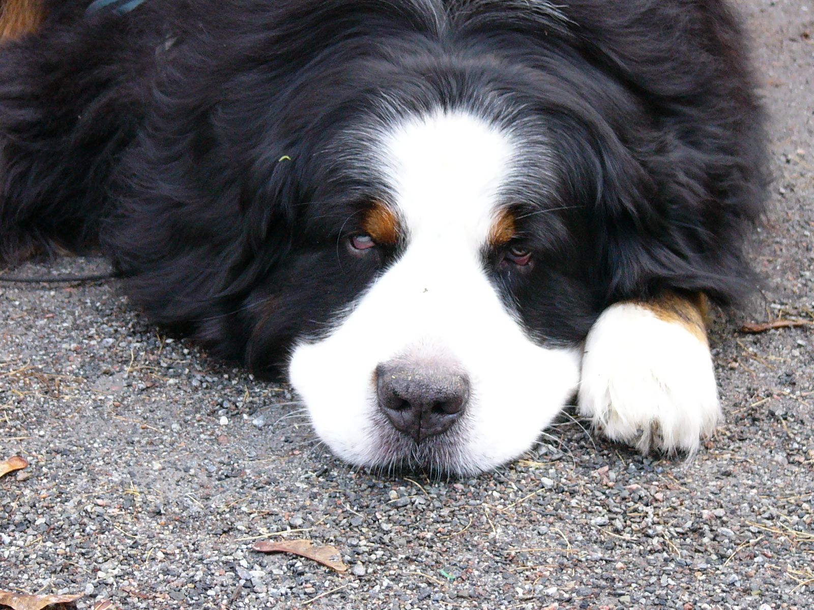 بک گراند جالب سگ بزرگ روی زمین به رنگ سیاه سفید
