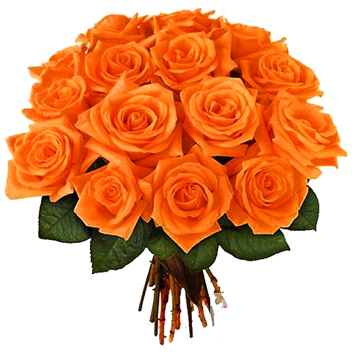 عکس دسته گل رز هلندی نارنجی برای استفاده اینشات