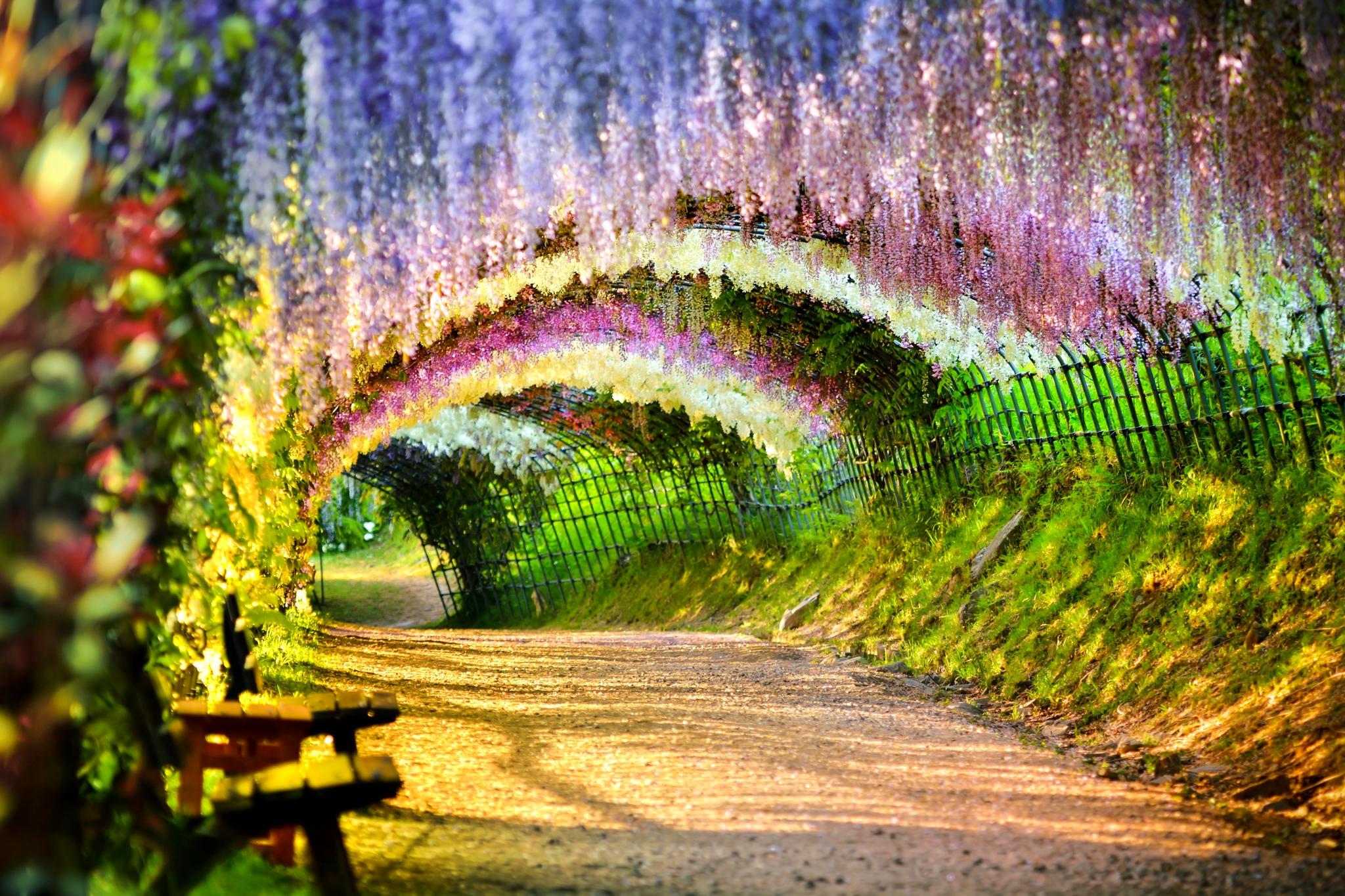 صفحه زمینه بسیار شکوهمند از تونل گل رنگارنگ با تم شاد