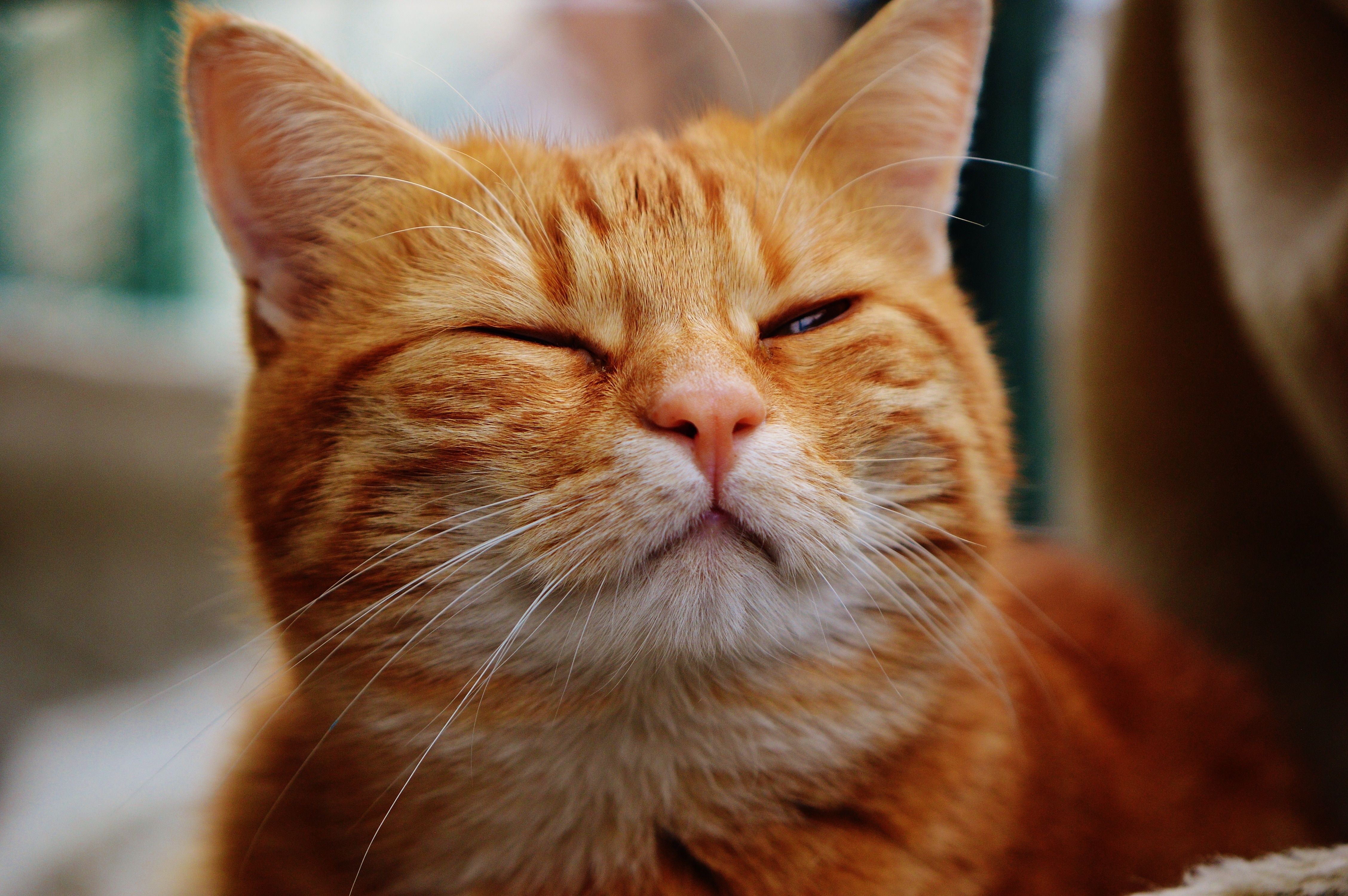 تصویر جالب از گربه نارنجی سفید ناز با چشم باز و بسته