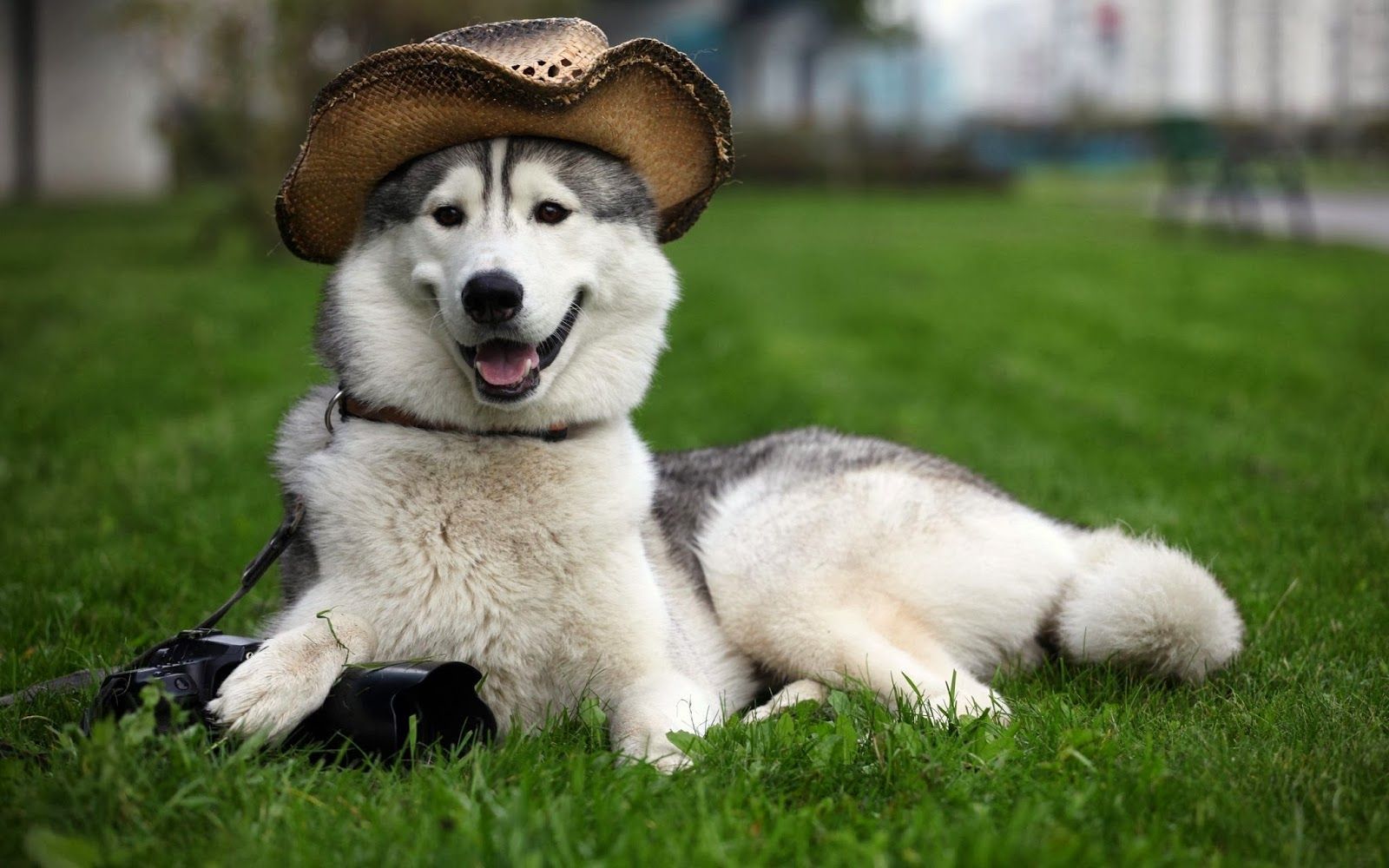 عکس سگ هاسگی بزرگ محبوب با کلاه بانمک روی سر